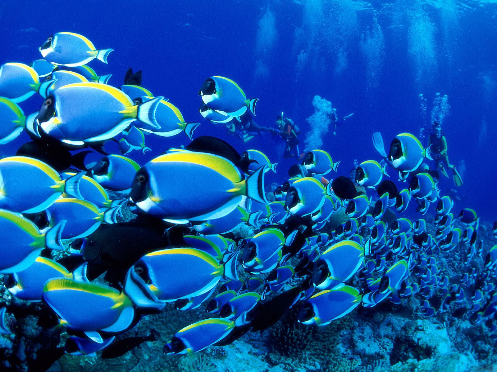 Fondo de pantalla cardumen de peces azules