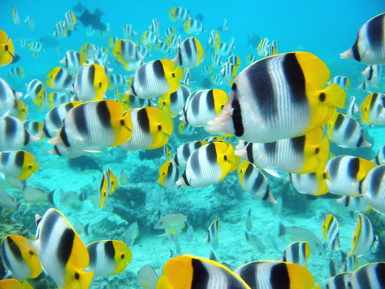 Fondo de pantalla cardumen de peces coloridos