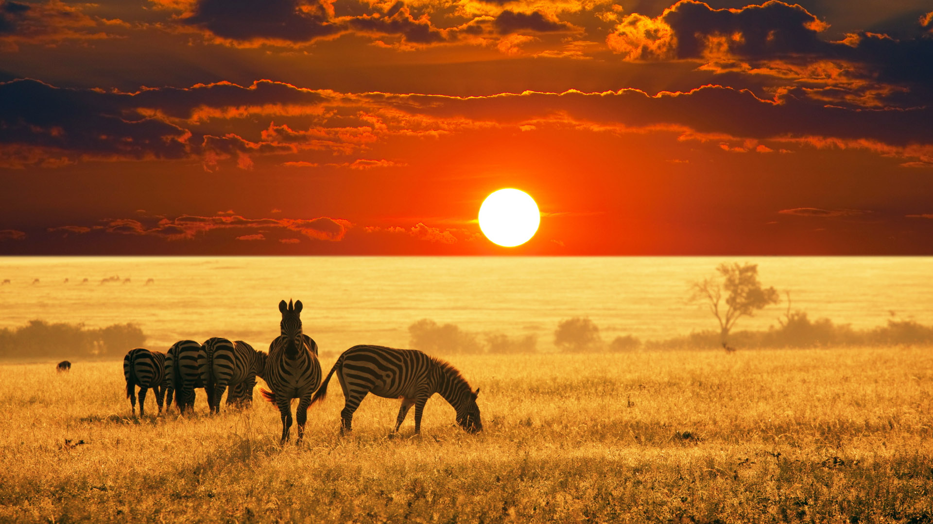 Fondo de pantalla cebras en la caida del sol