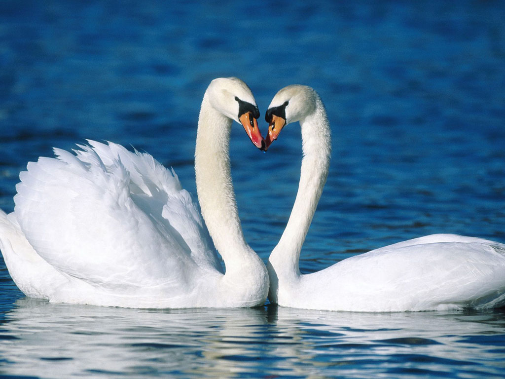 Fondo de pantalla cisnes