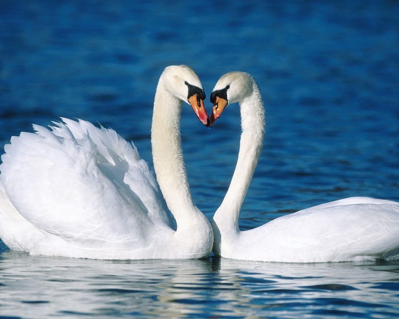 Fondo de pantalla cisnes cariñosos