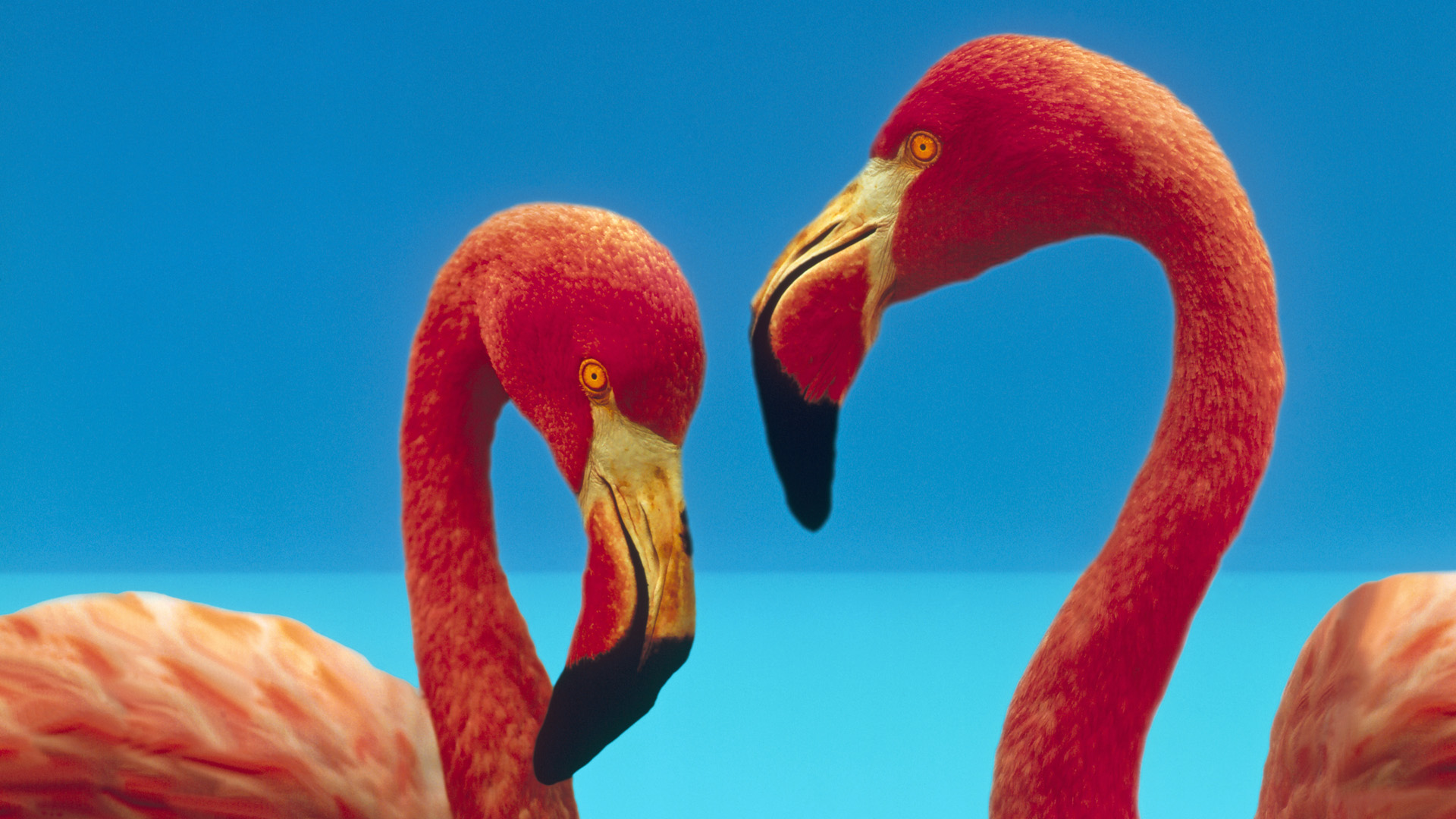 Fondo de Pantalla con Flamencos