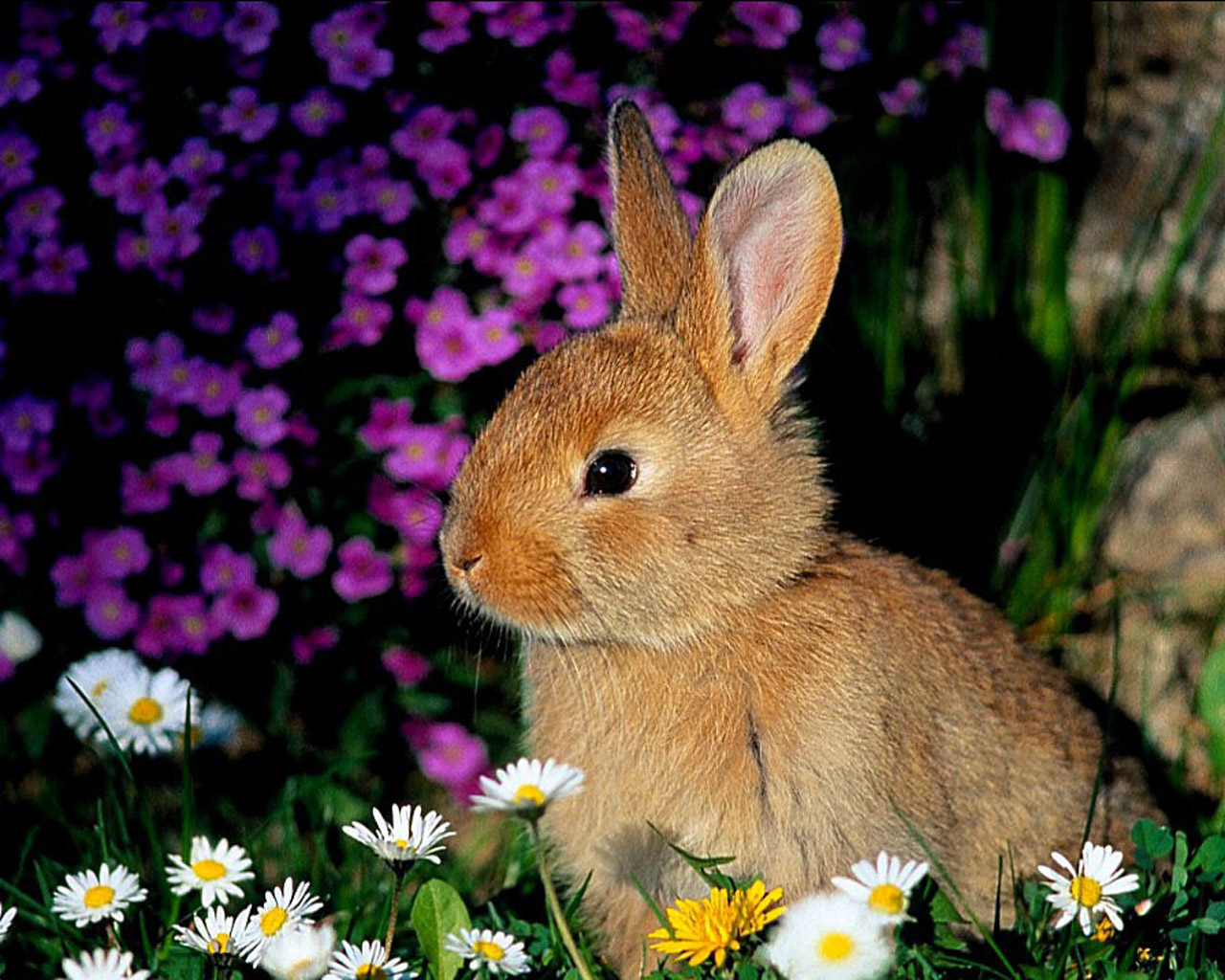 Fondo de pantalla conejo entre flores