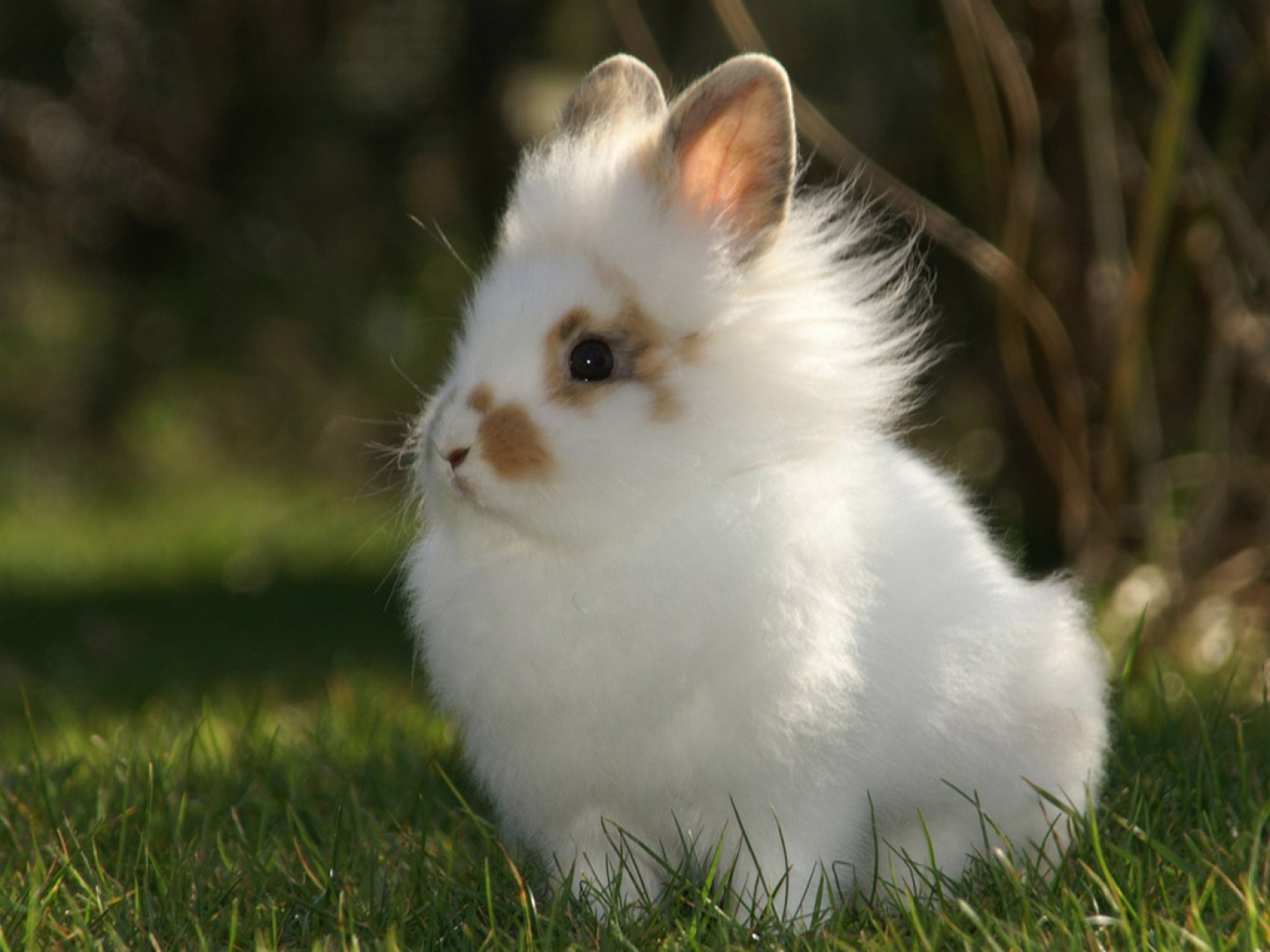 Fondo de pantalla conejo tierno