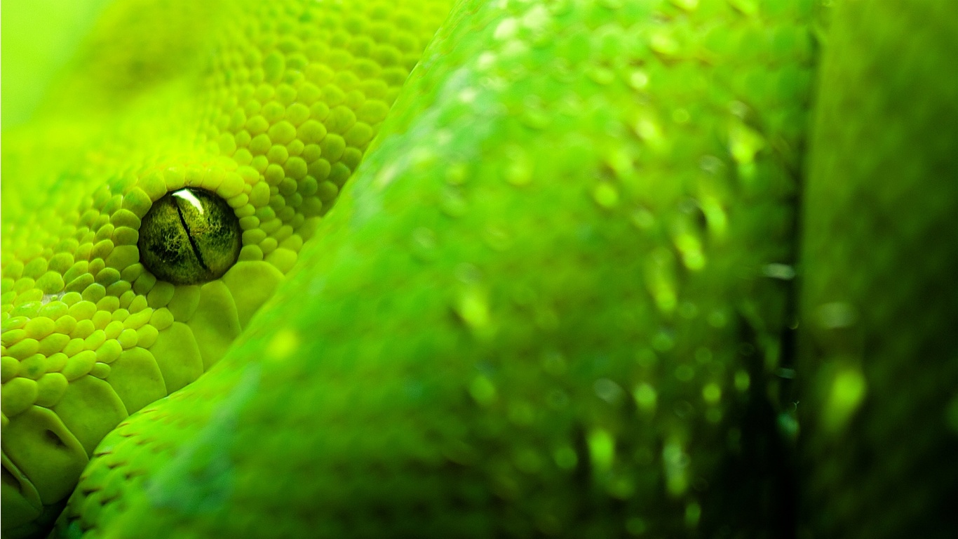 Fondo de pantalla culebra gigante