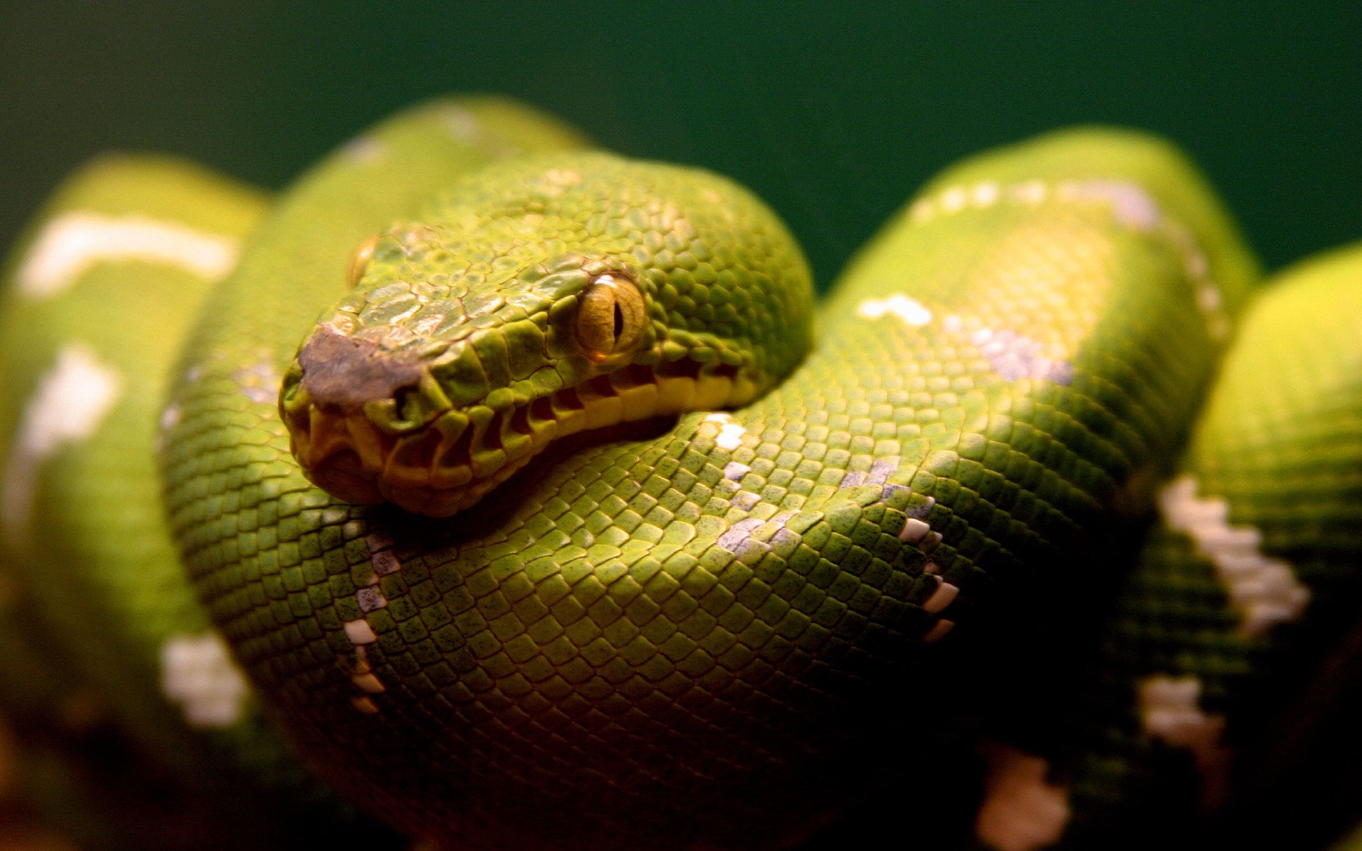 Fondo de pantalla culebra verde enrollada