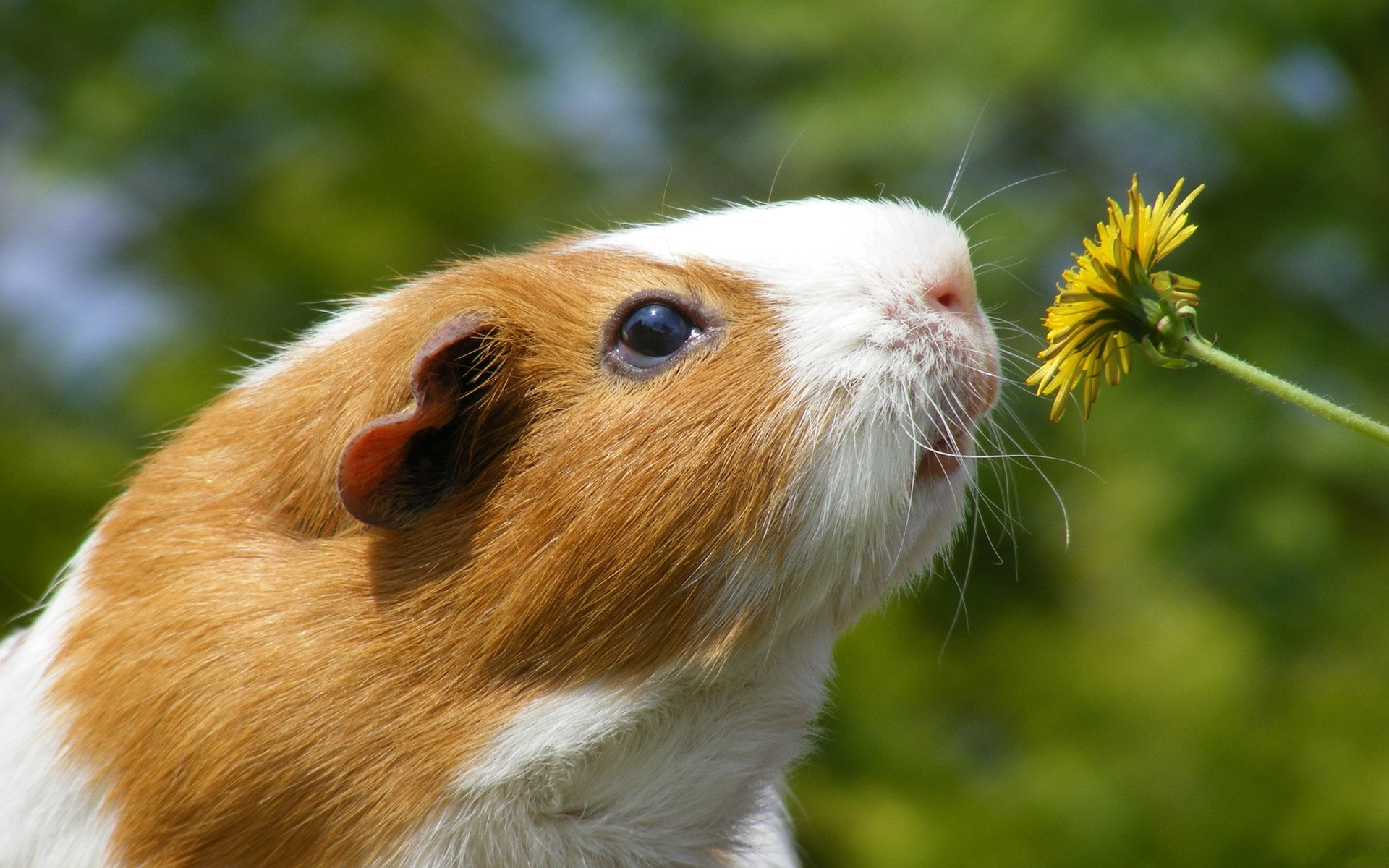 Fondo de pantalla cuy oliendo flor
