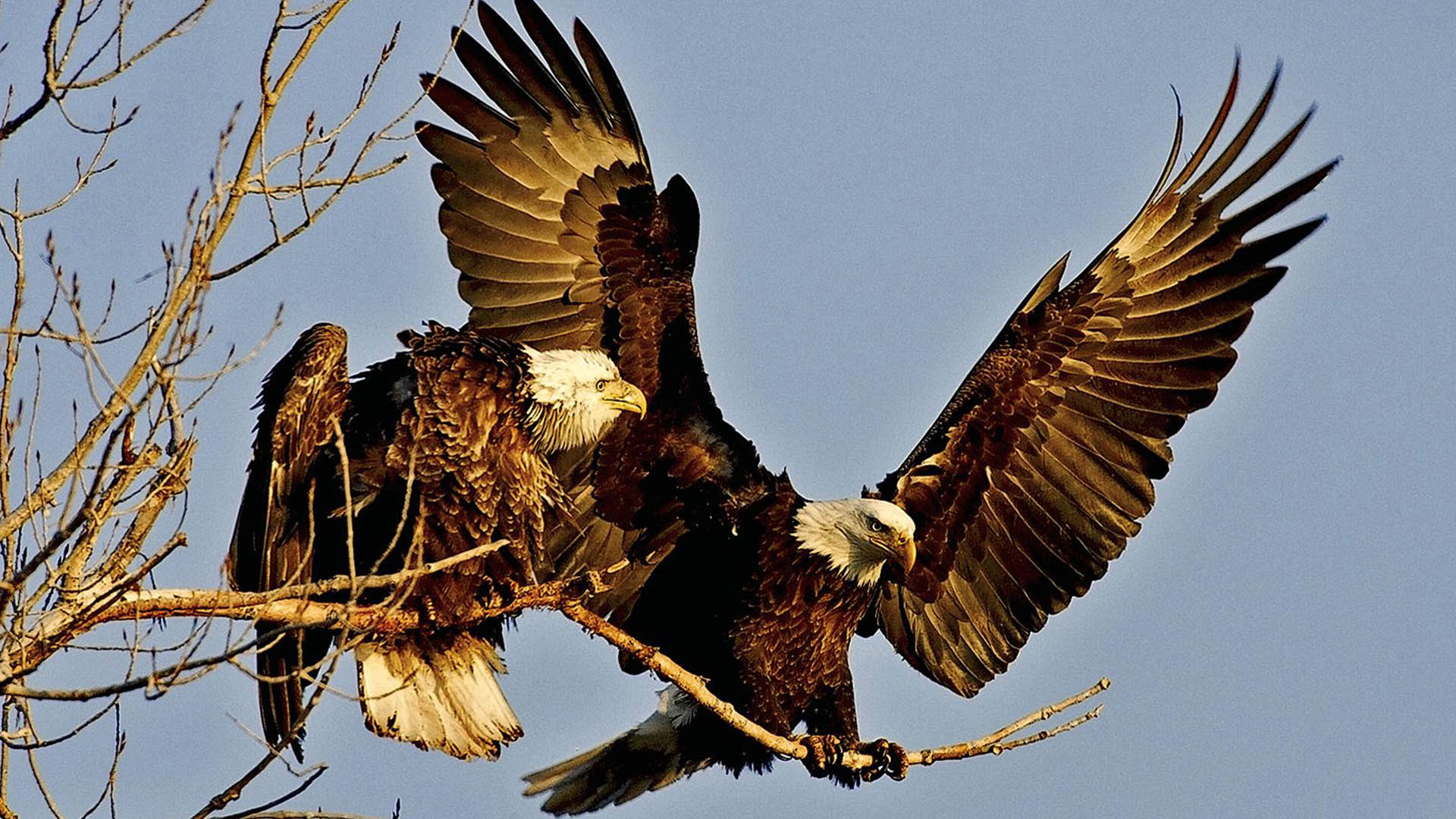 Fondo de pantalla de aguilas volando
