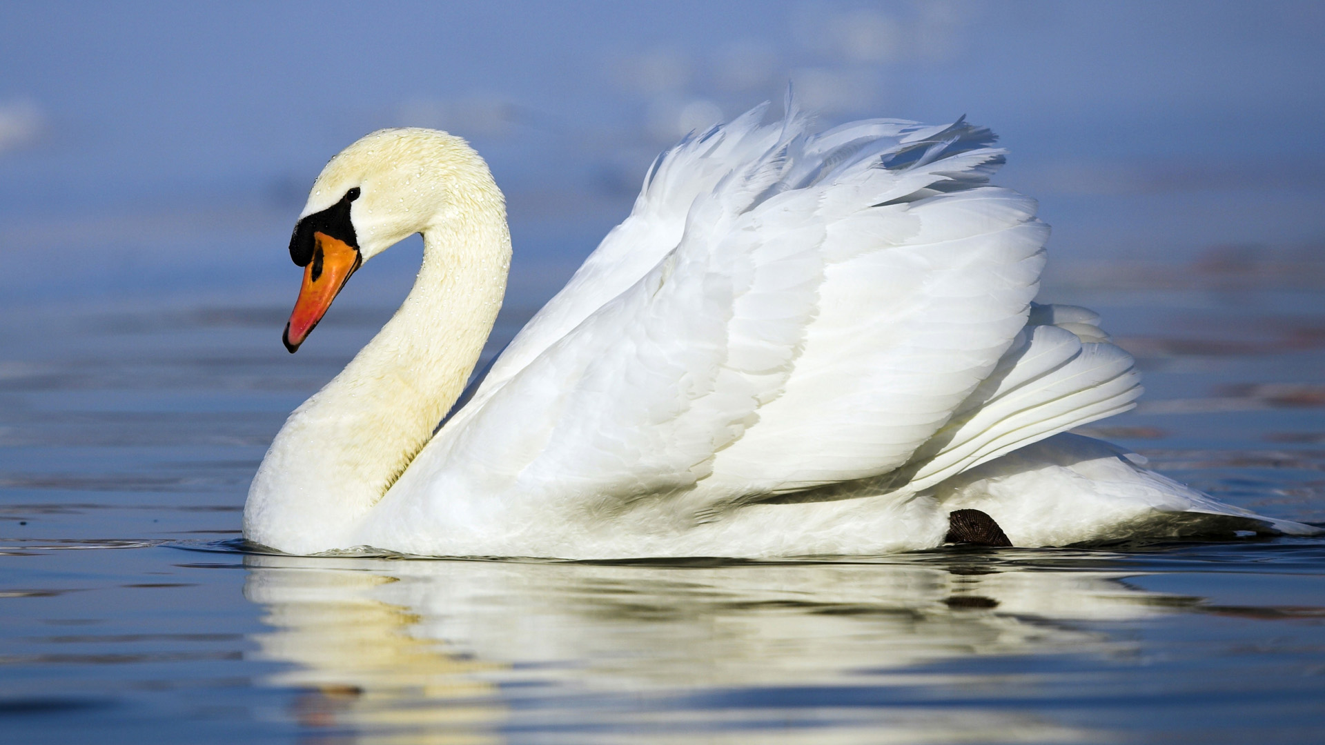 Fondo de pantalla de cisne
