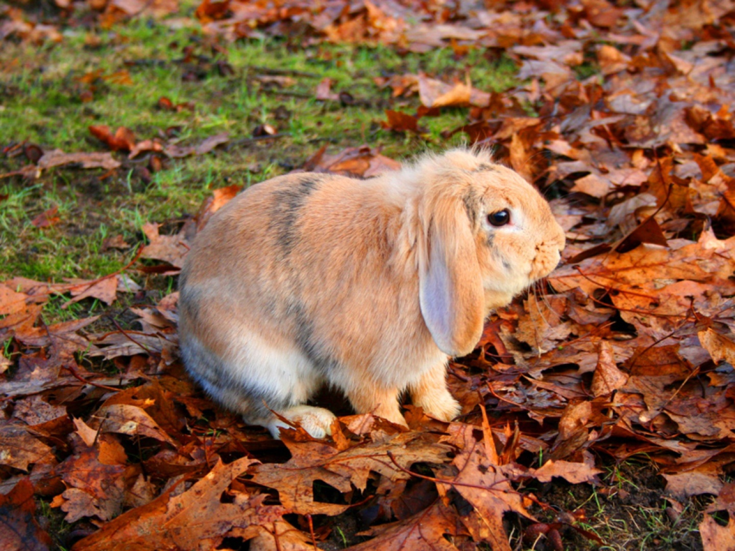 Fondo de pantalla de conejo en otoño