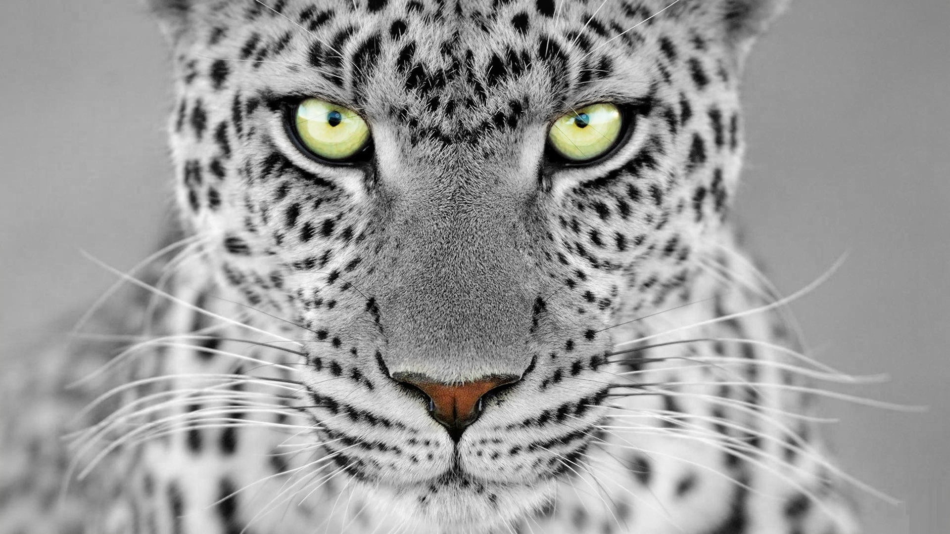 Fondo de pantalla de felino mirando