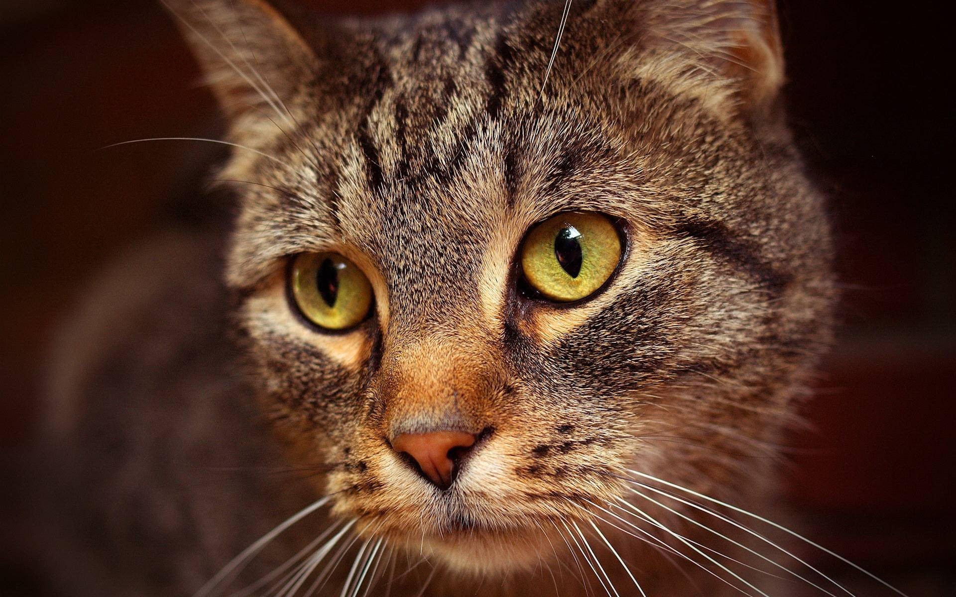 Gato en primer plano: fondo de pantalla 4K alta calidad