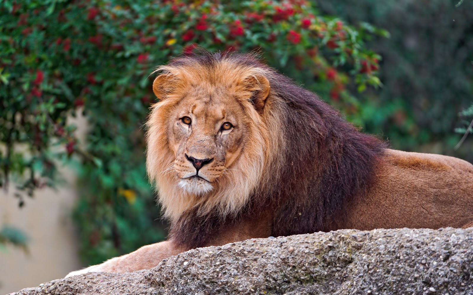 León majestuoso en 4K: fondo de pantalla HD animalista