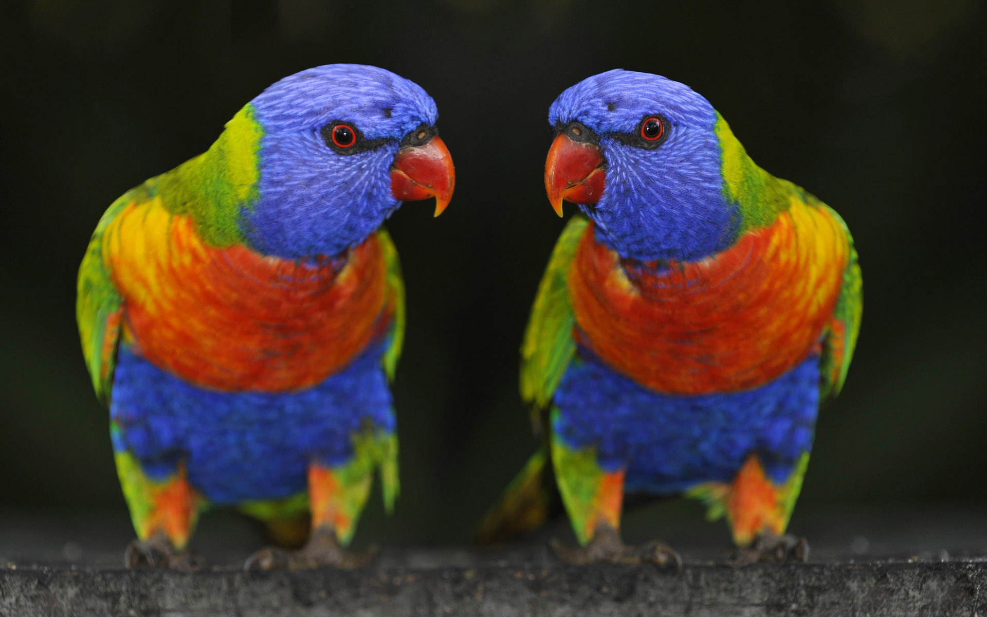 Fondo de pantalla de loros multicolores