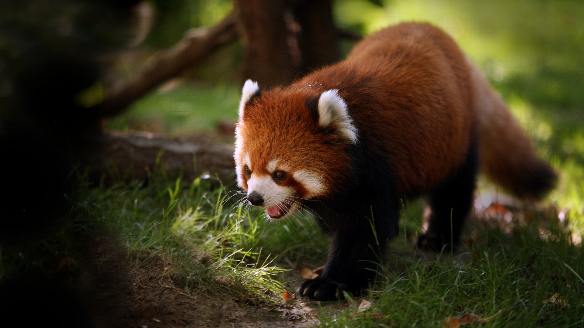 Fondo de pantalla de oso rojo Paseando