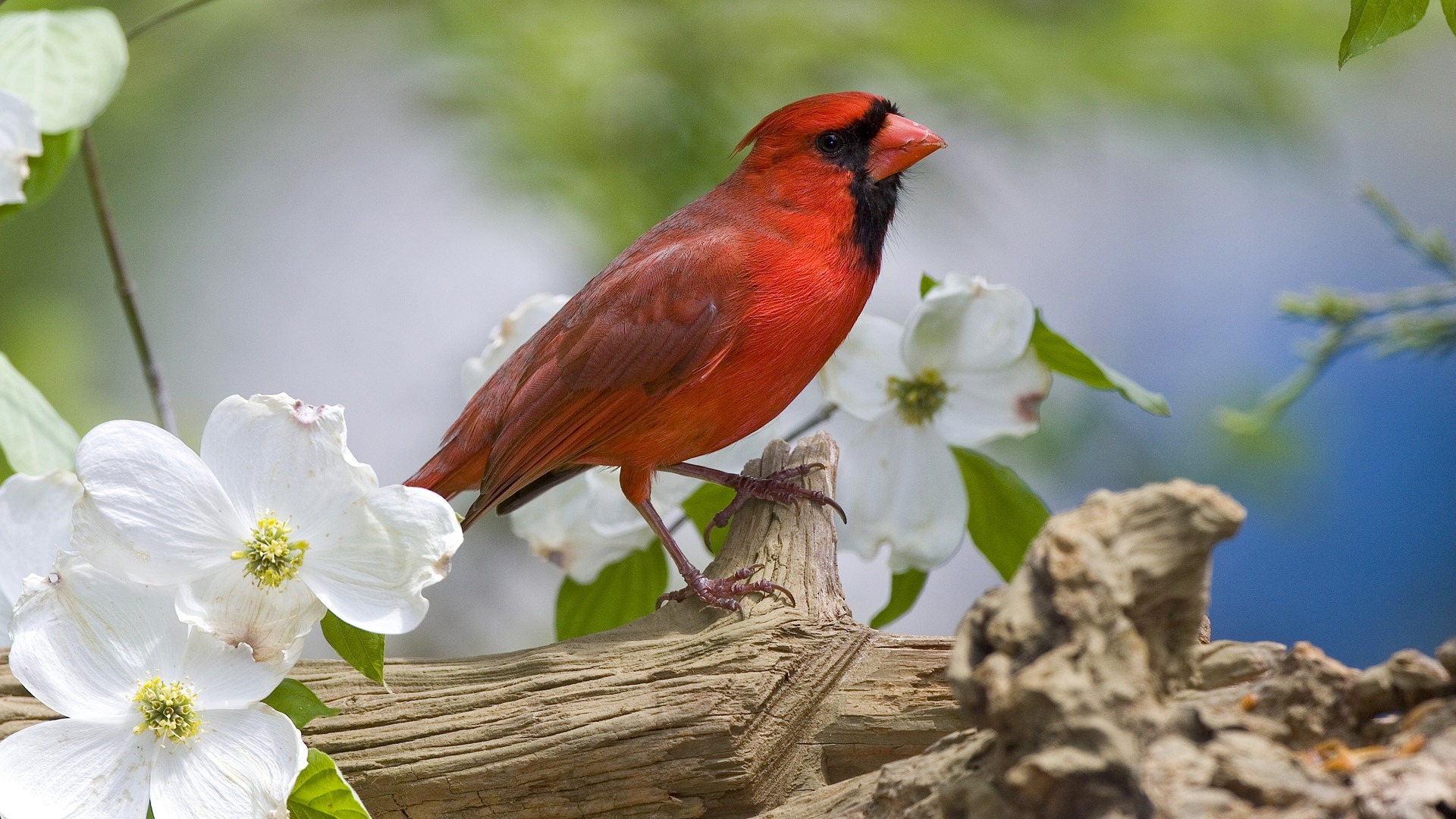 Fondo de pantalla de pajarito rojo