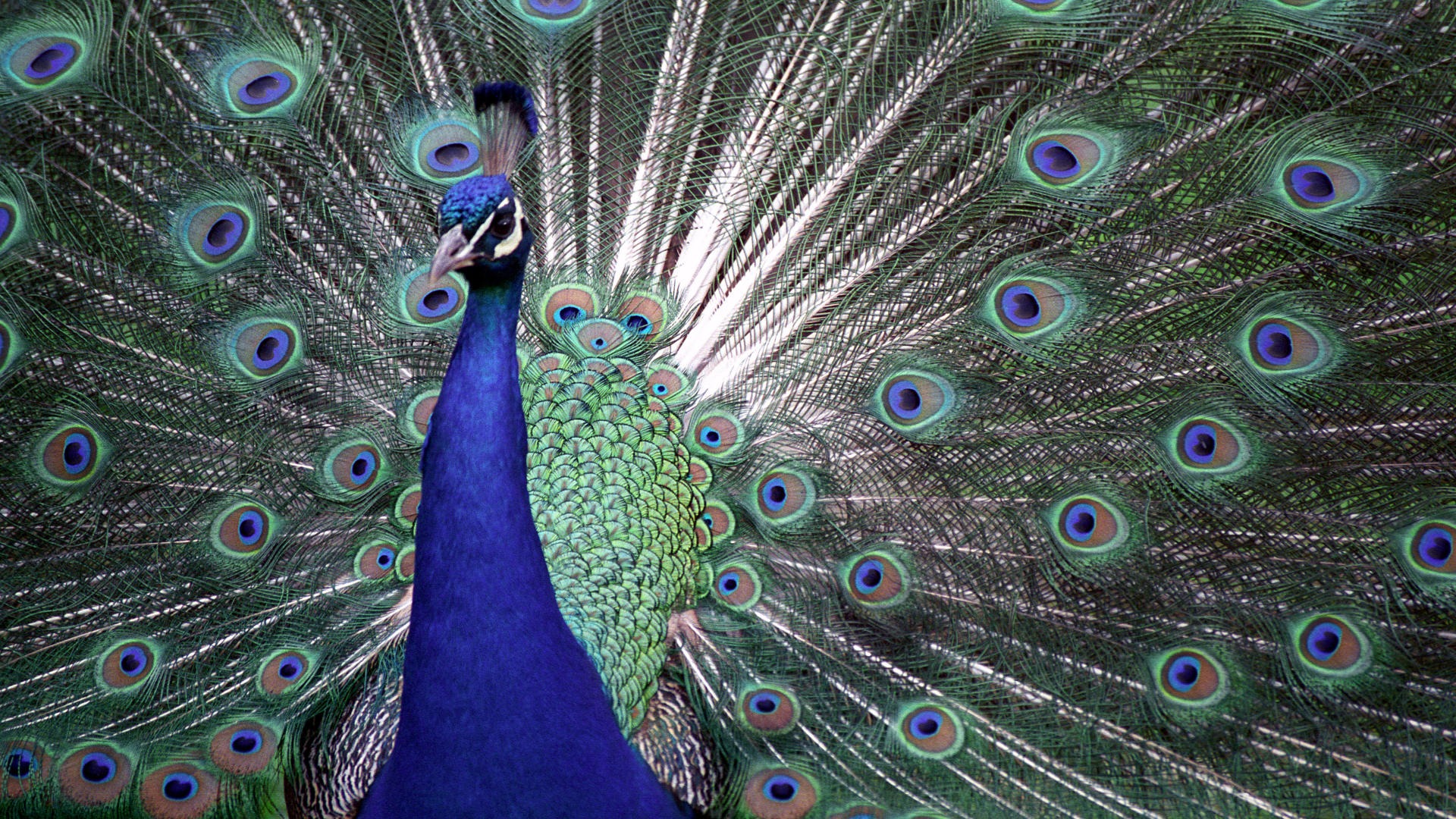 Fondo de pantalla de pavo real