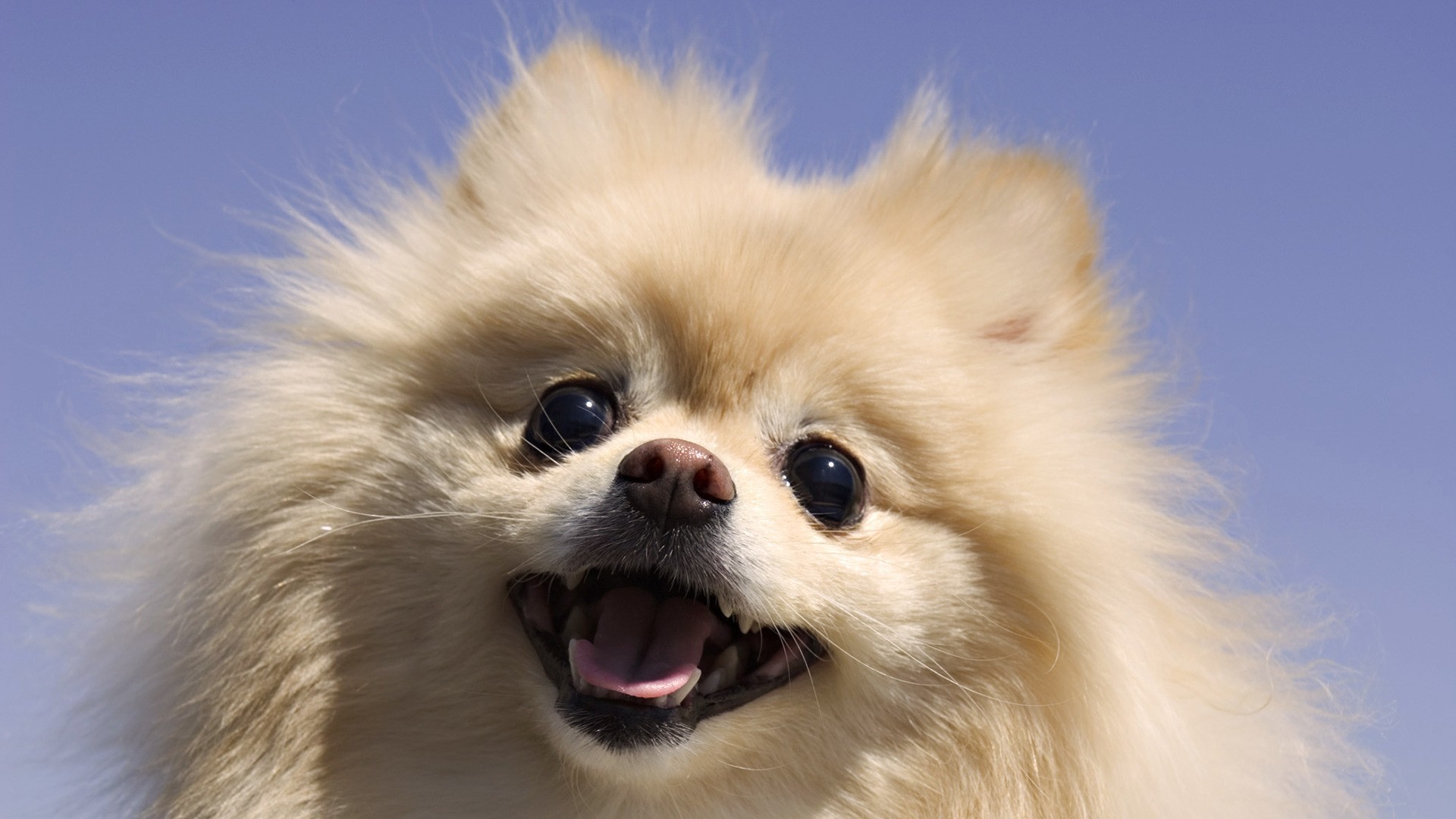 Fondo de pantalla de perrito