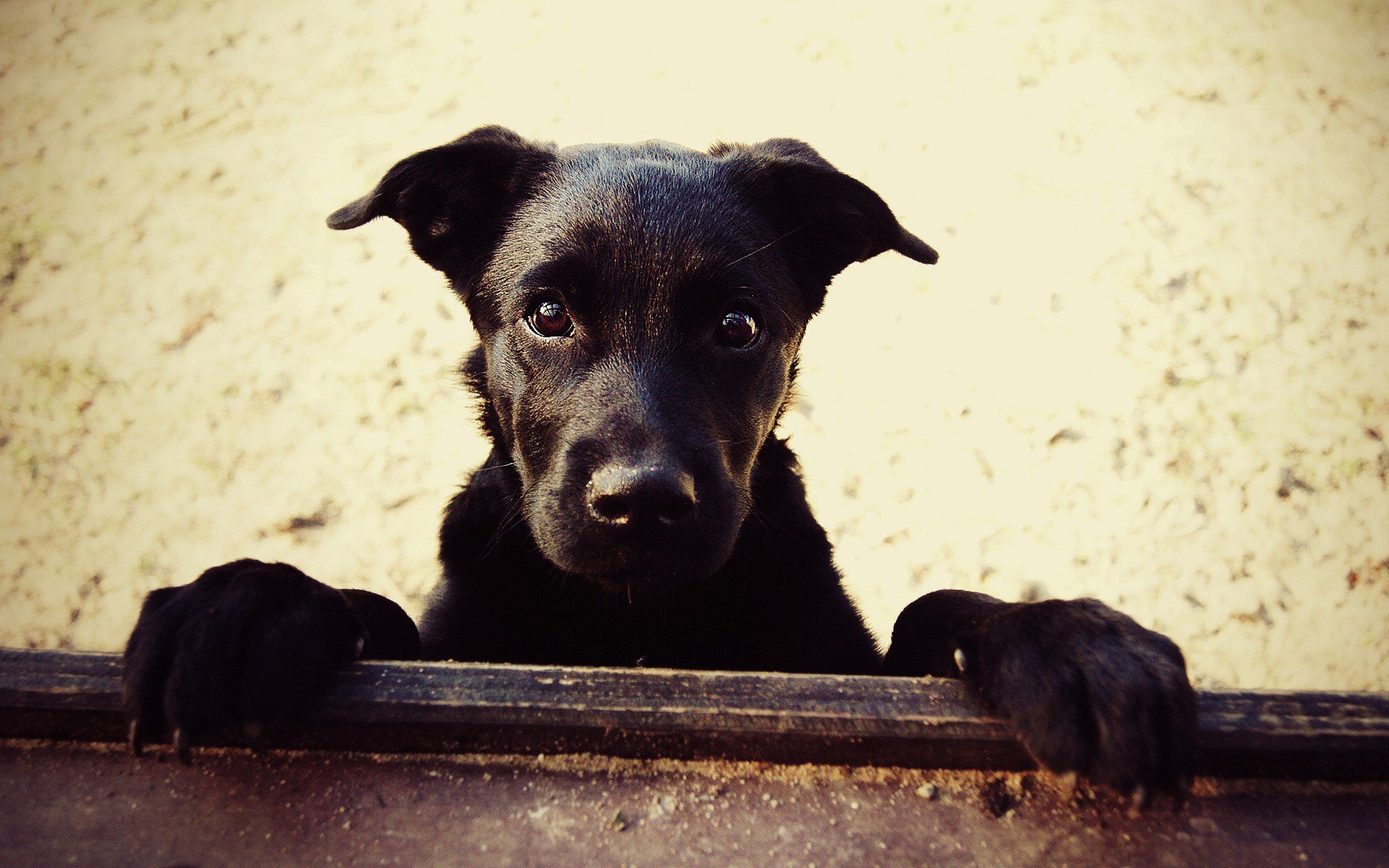 Fondo de pantalla de Perro Negro Mirando