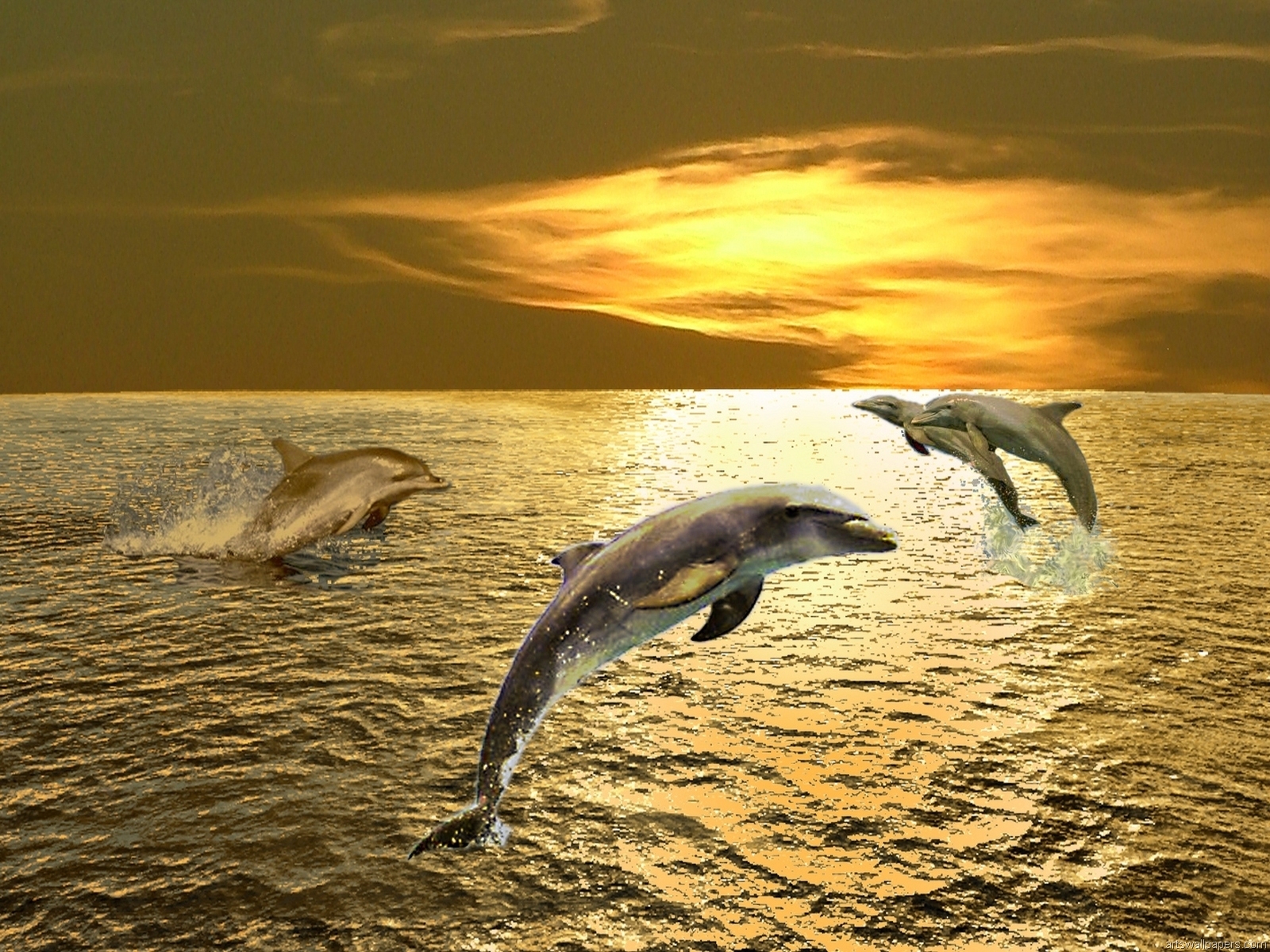 Fondo de pantalla delfines jugando