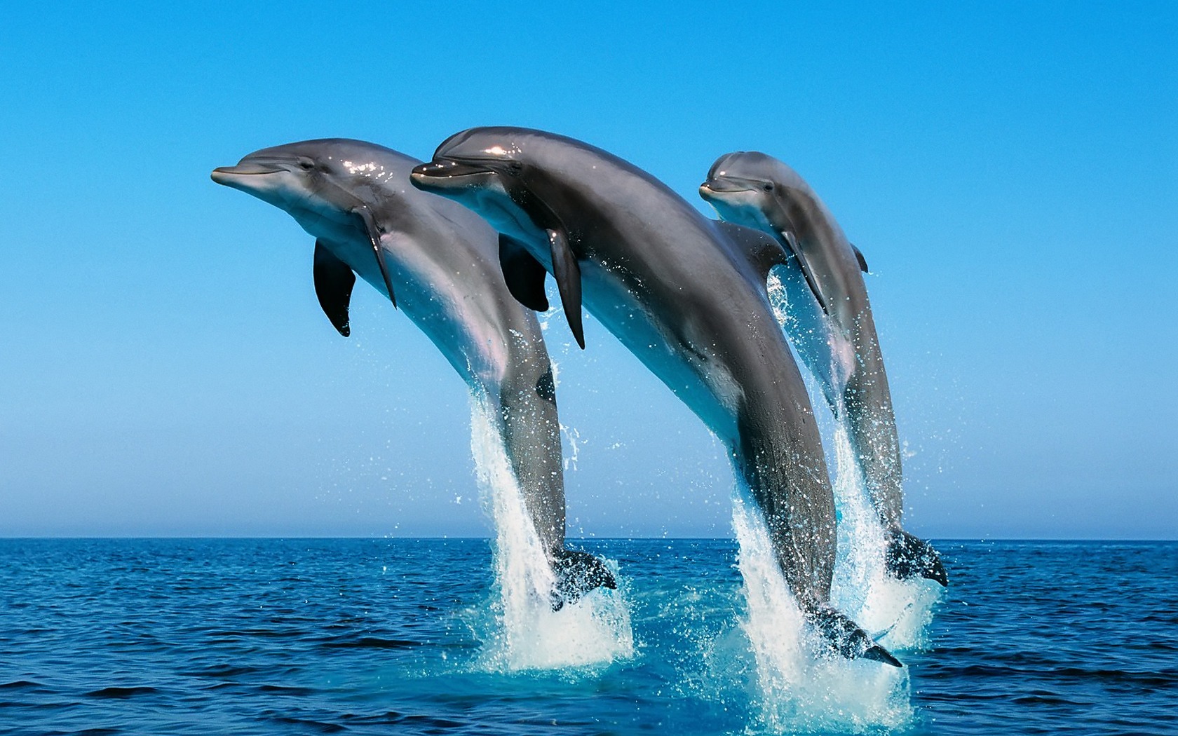 Fondo de pantalla delfines saltando en el mar