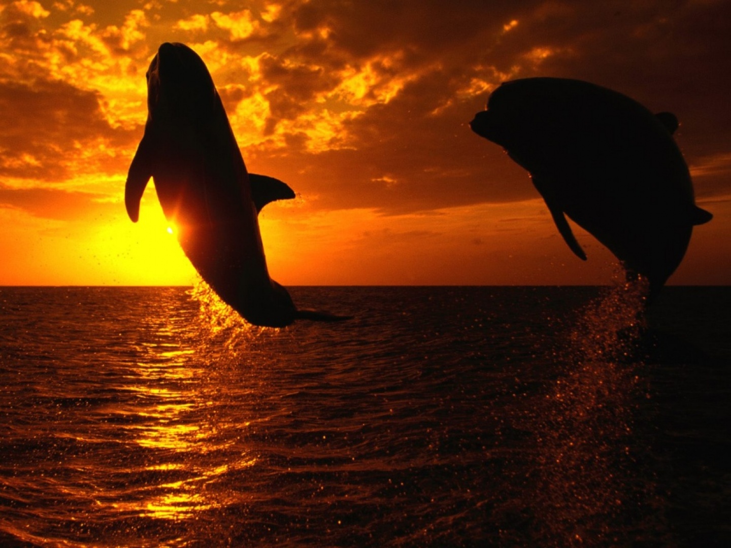 Fondo de pantalla delfines saltando en la noche