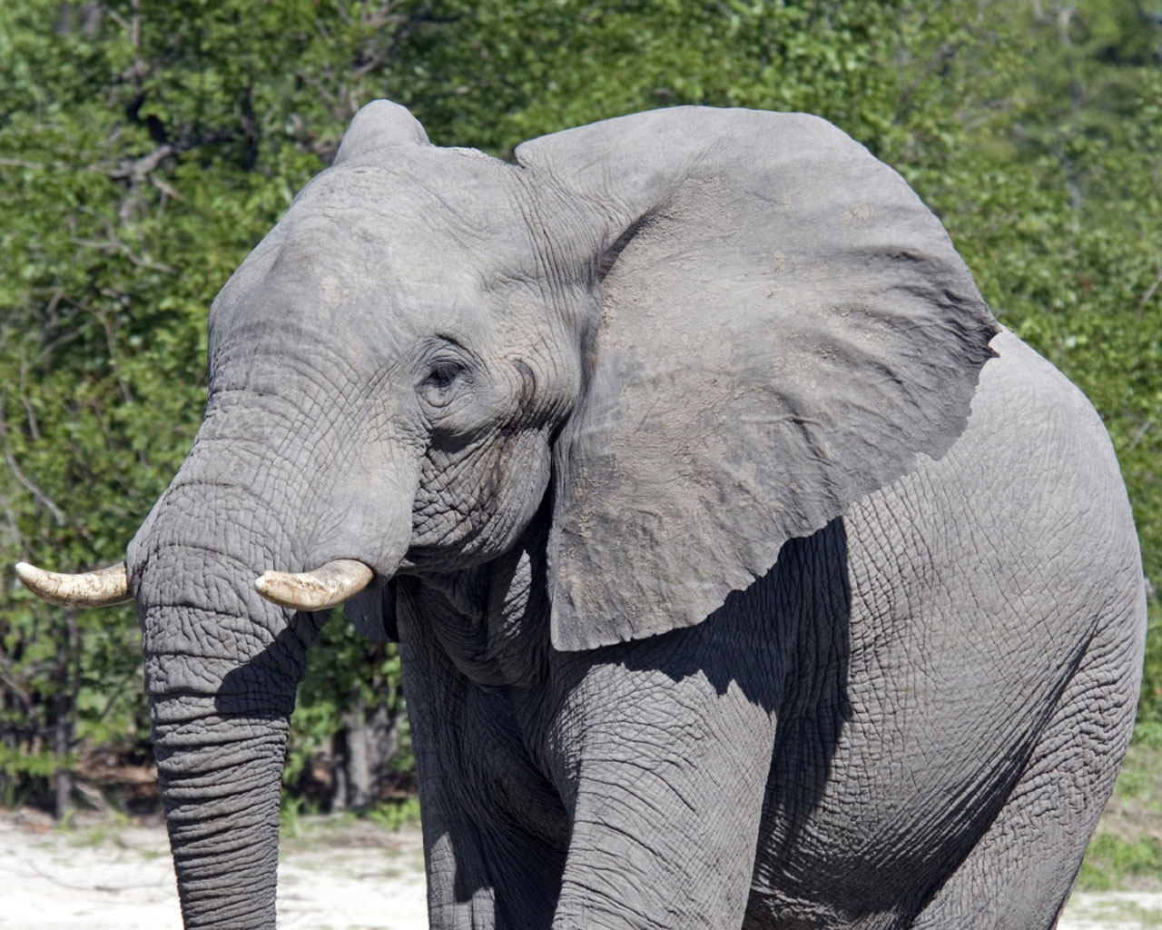 Fondo de pantalla elefante bebe solo