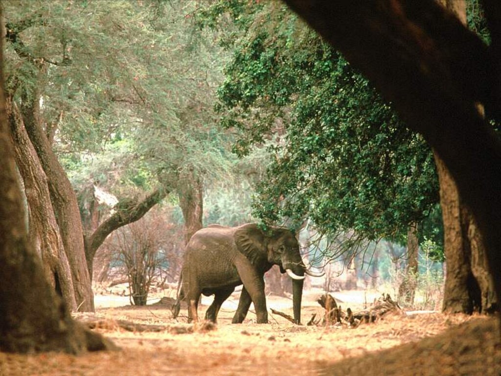 Fondo de pantalla elefante buscando comida