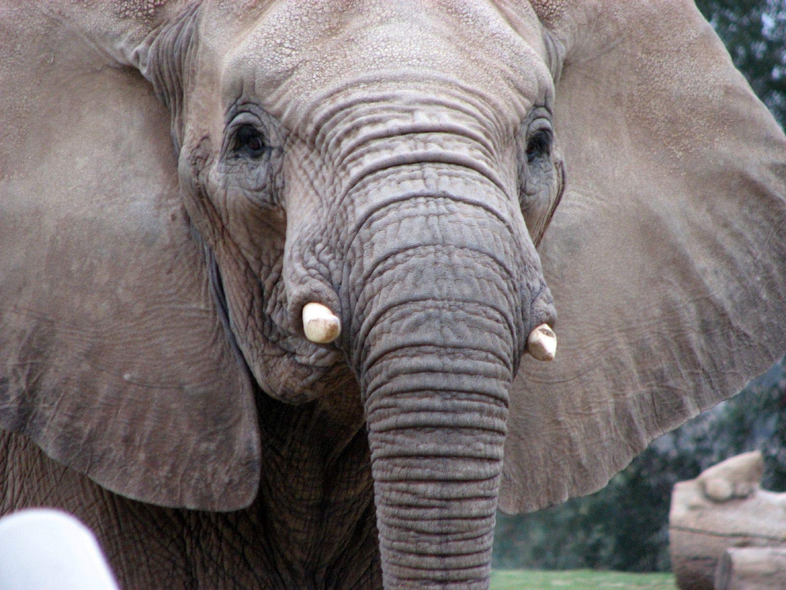 Fondo de pantalla elefante sin marfiles