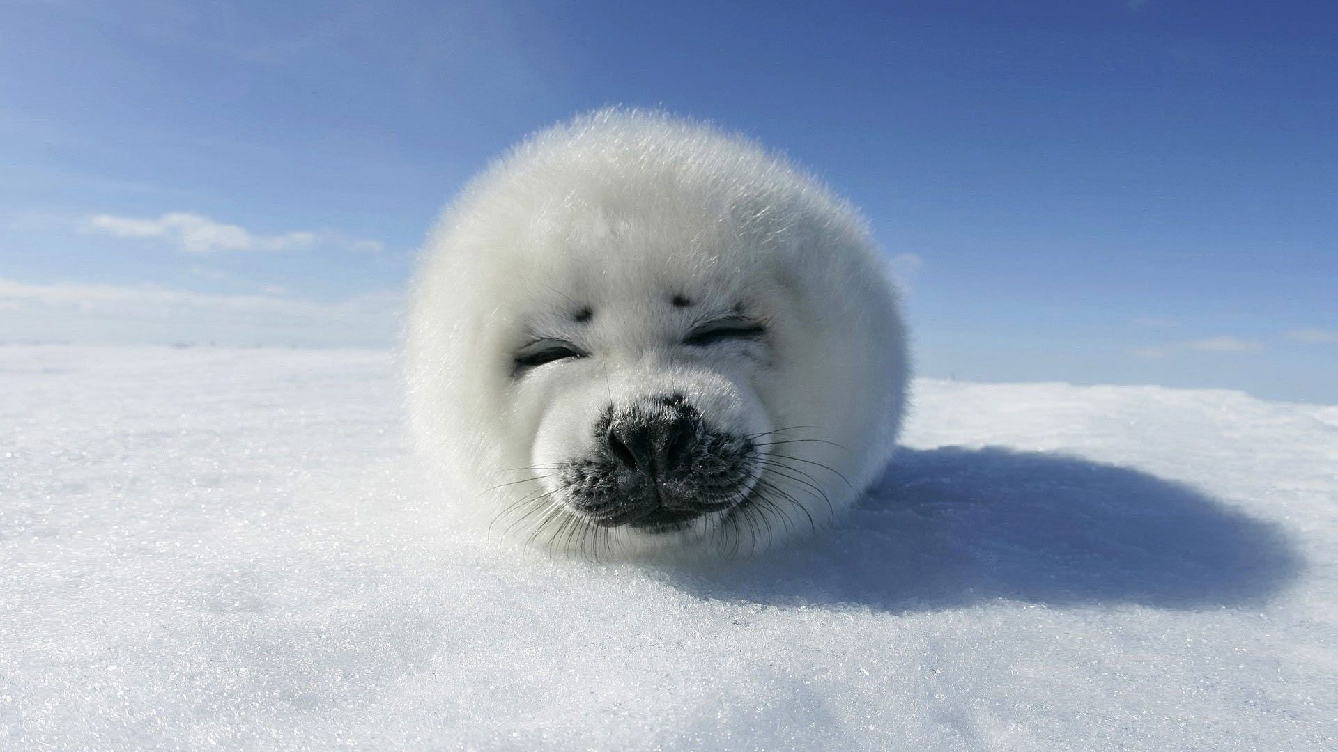 Fondo de pantalla foca