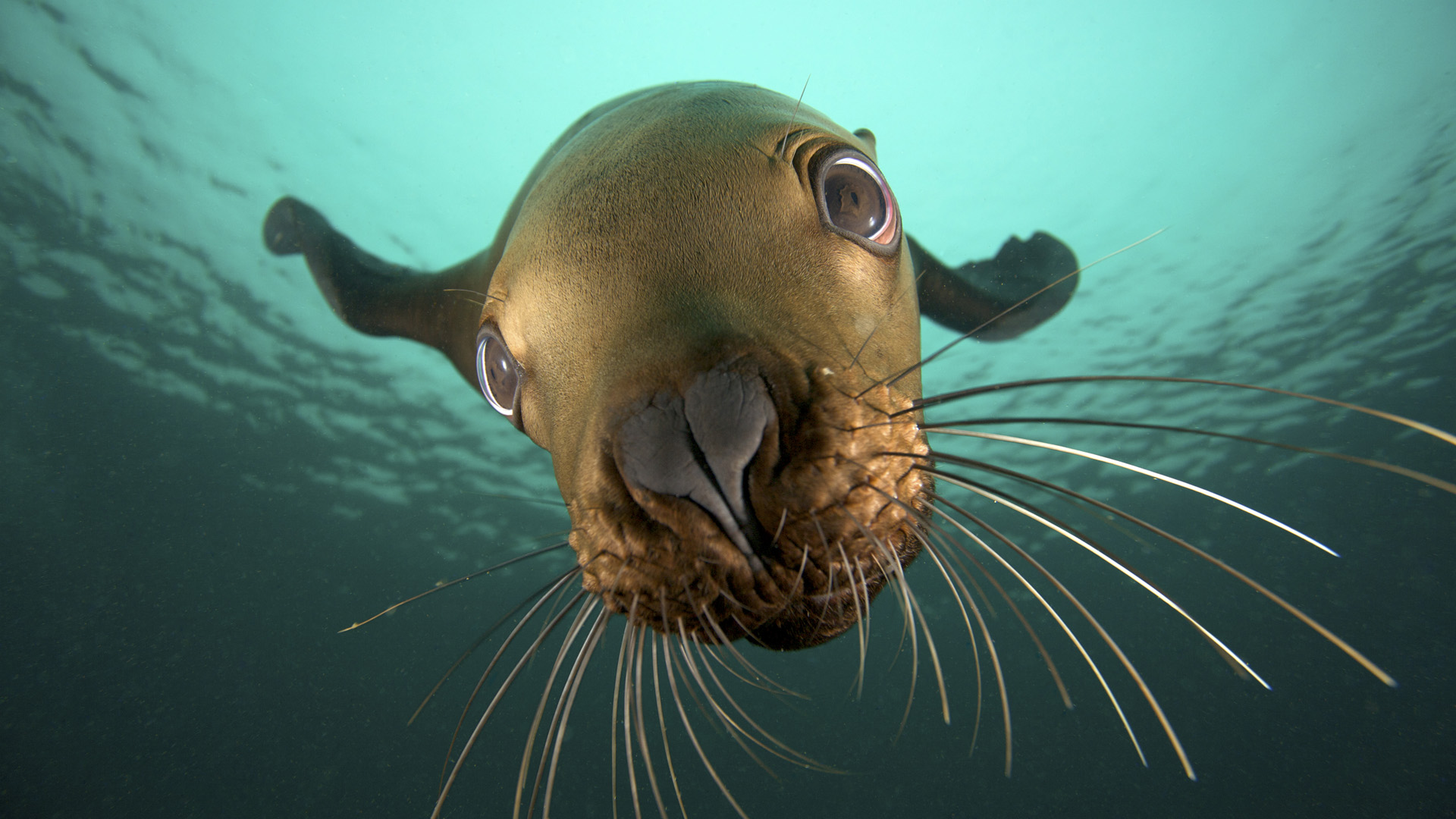 Fondo de pantalla foca en el mar