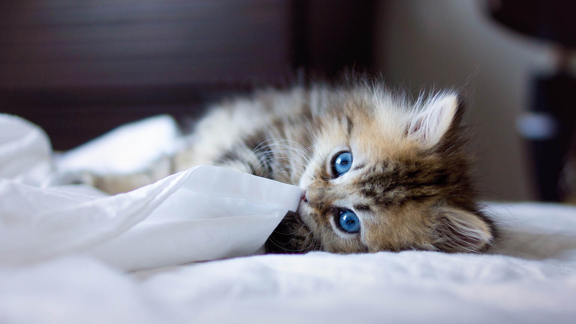 Gatito tierno en 4K: fondo de pantalla HD alta calidad