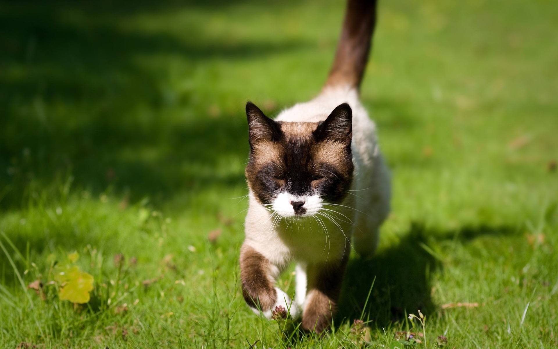 Gato caminando en el césped - Wallpaper 4K HD