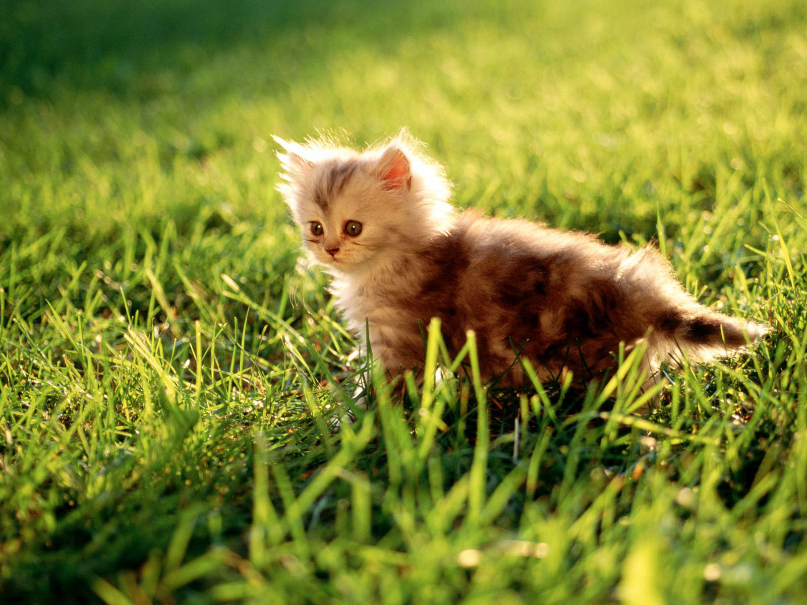 Fondo de pantalla gatito en cesped curioso