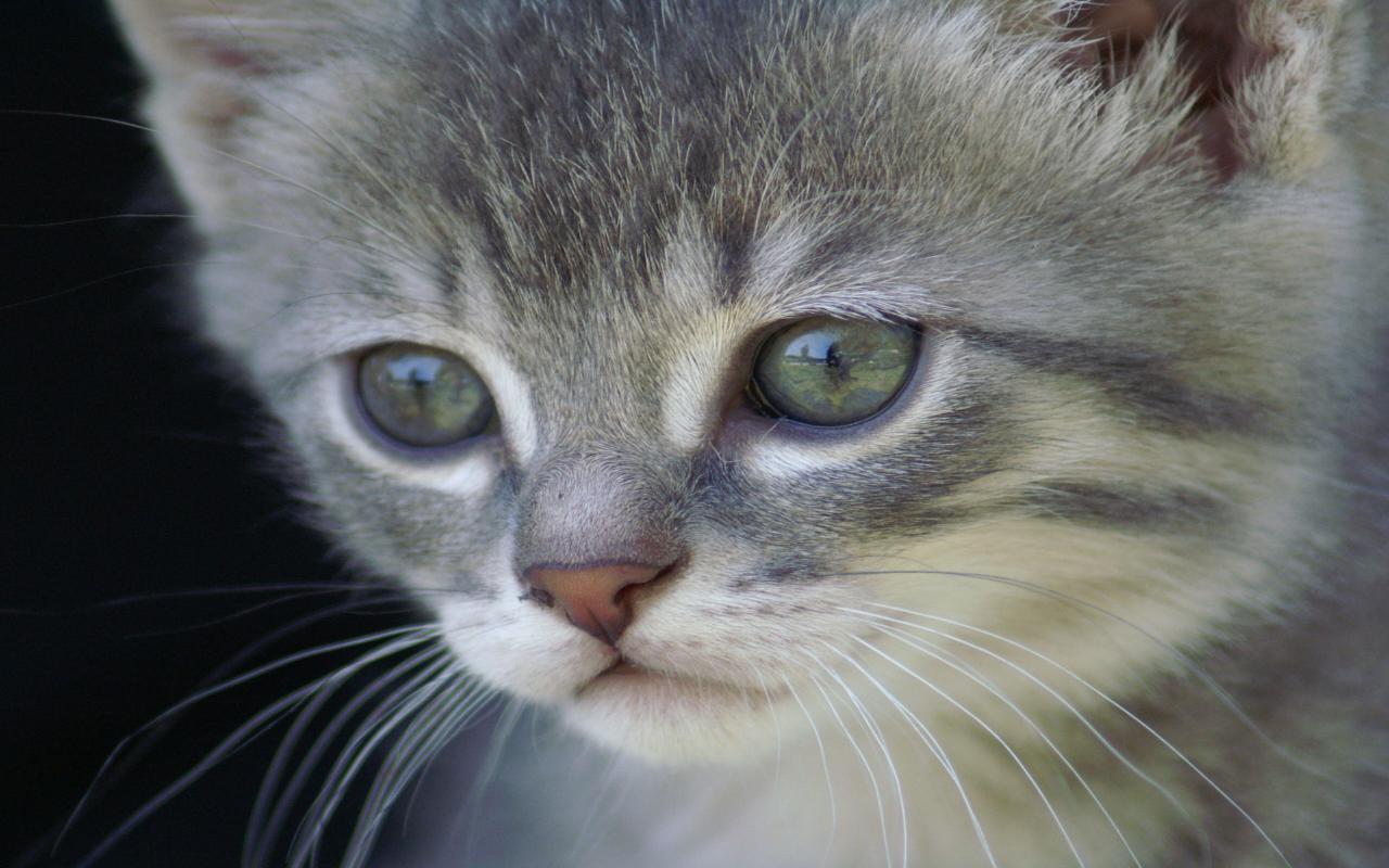 Gatito tierno en alta calidad para tu fondo de pantalla 4K