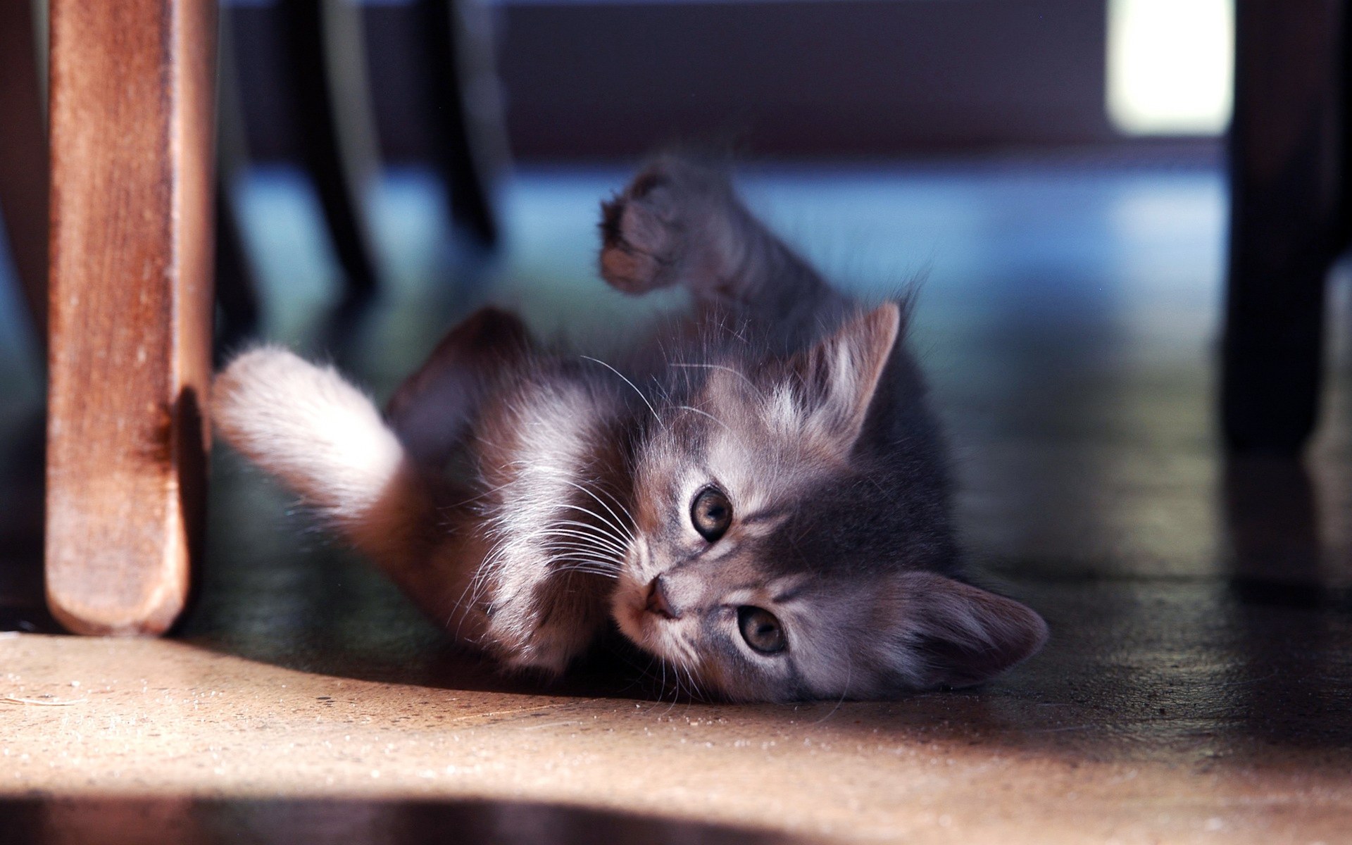 Gatito adorable en alta calidad para fondos 4K