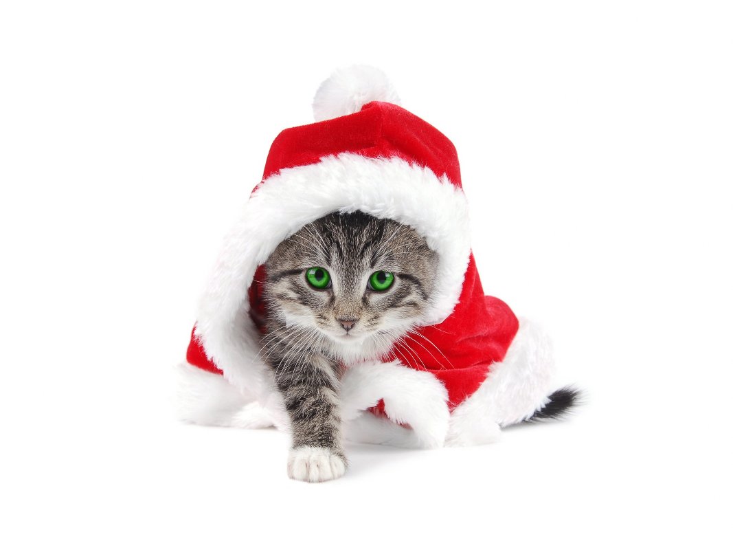 Fondo de pantalla gatito vestido de papanoel