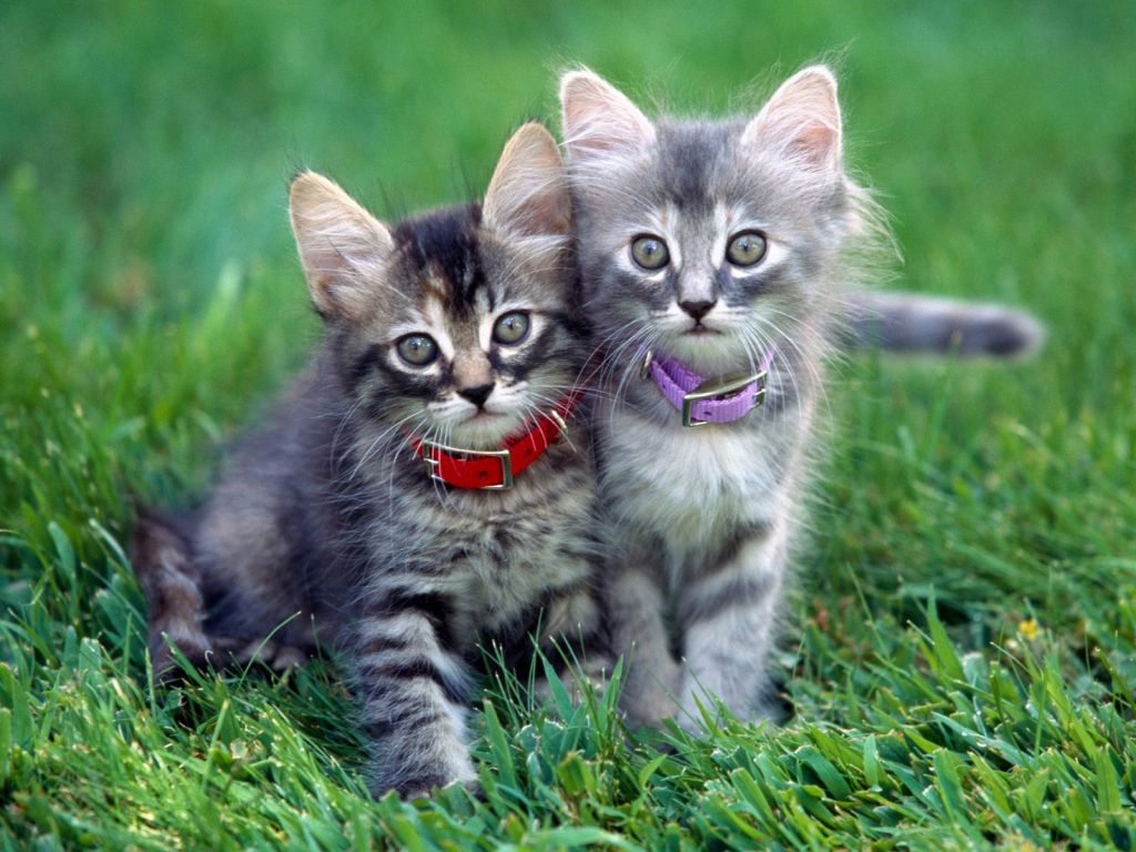 Fondo de pantalla gatitos en cesped