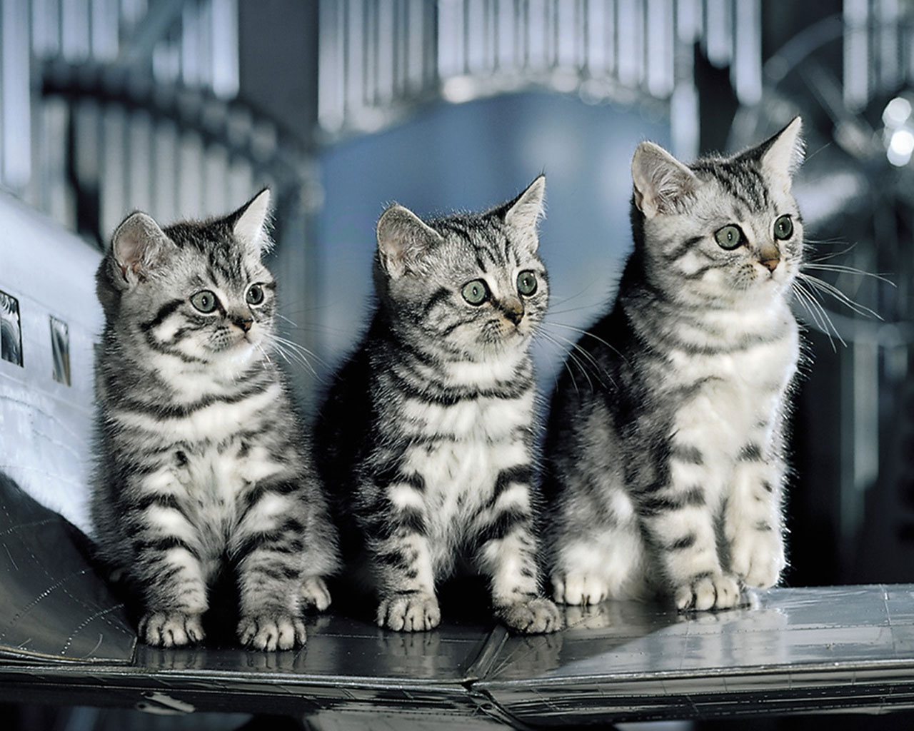 Fondo de pantalla gatitos mirando
