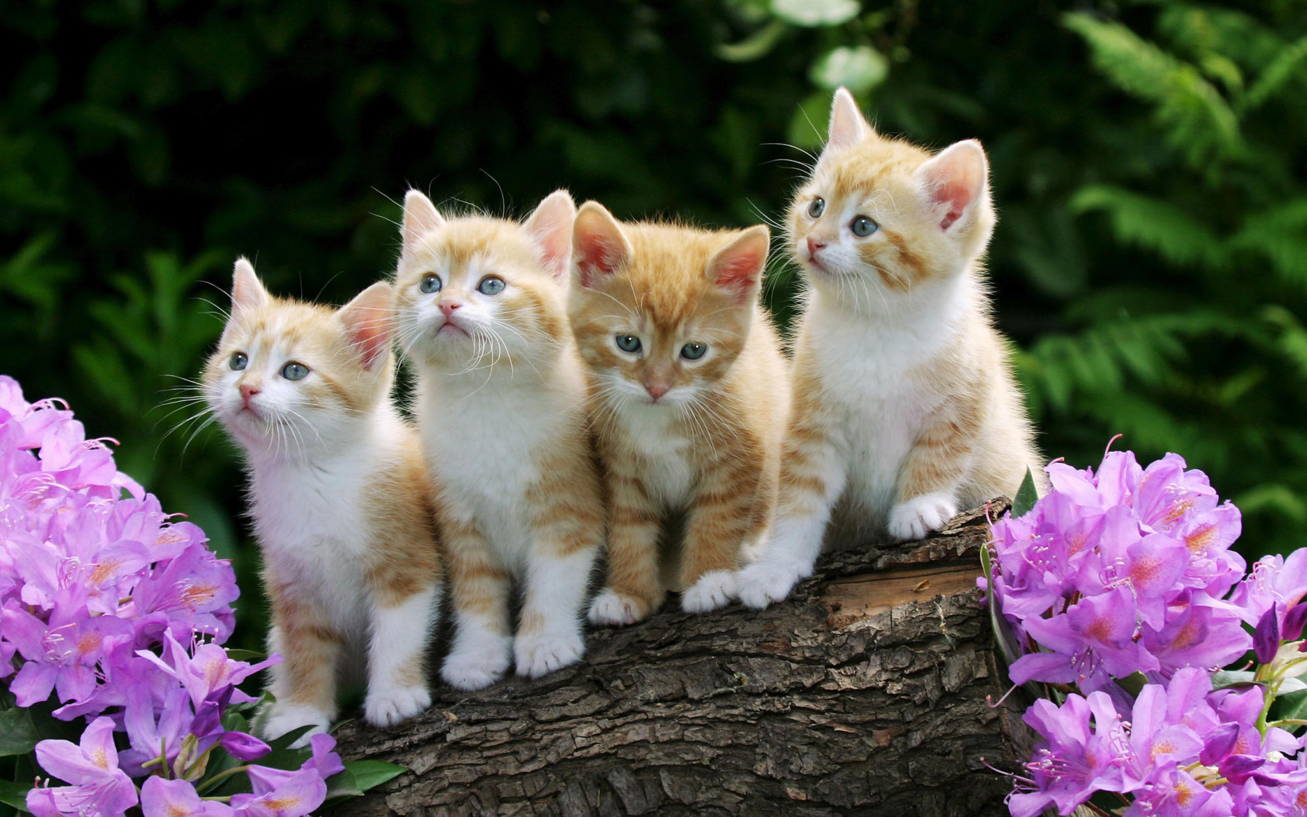 Fondo de pantalla gatitos unidos