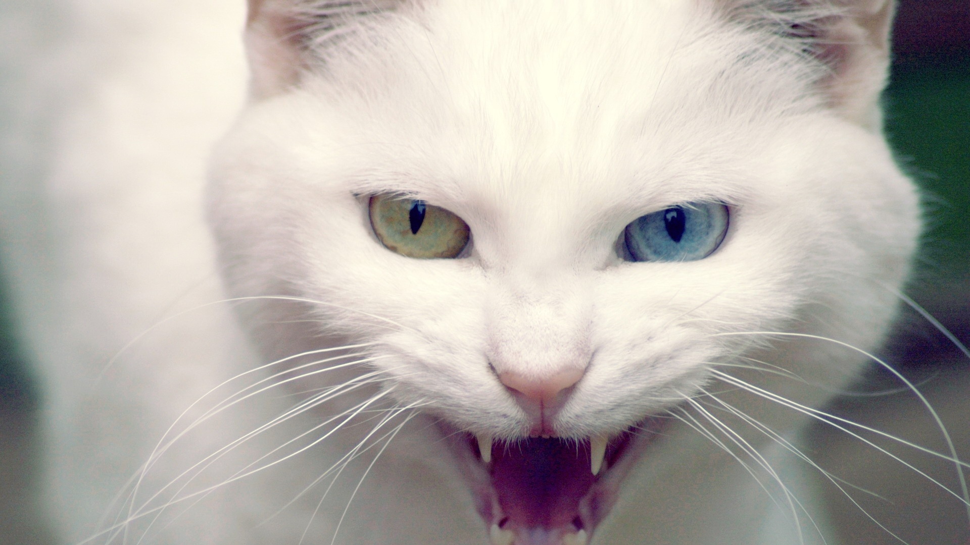 Fondo de pantalla gato blanco