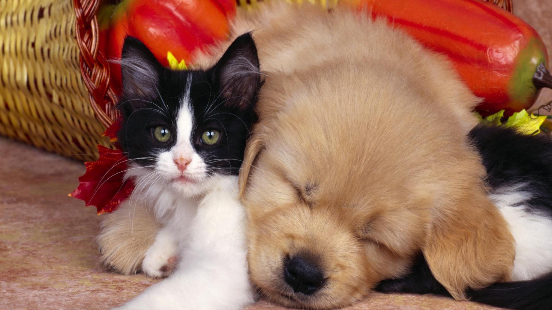 Adorables mascotas en otoño - Wallpaper 4K alta calidad