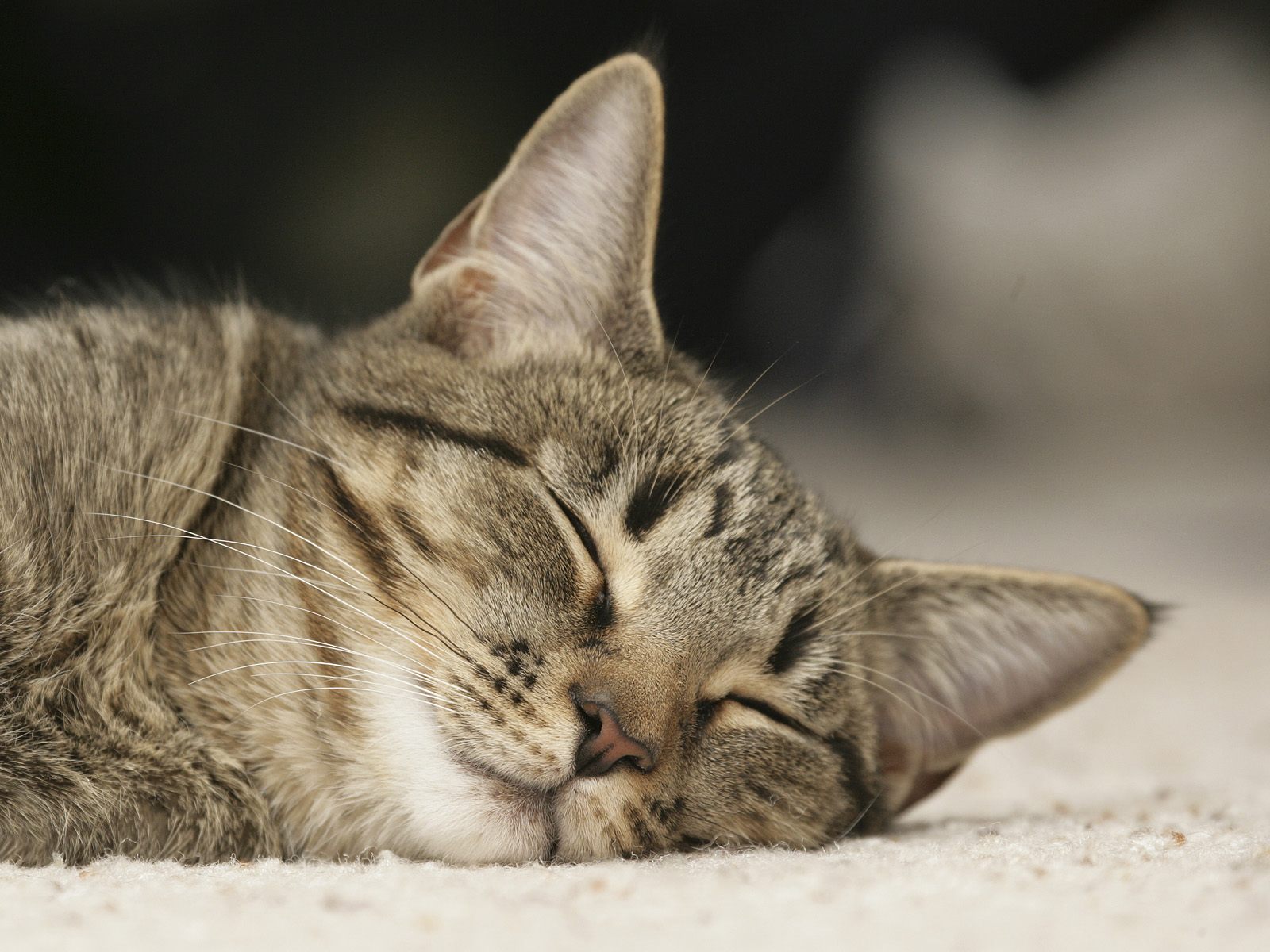 Fondo de pantalla gato dormido en tierra