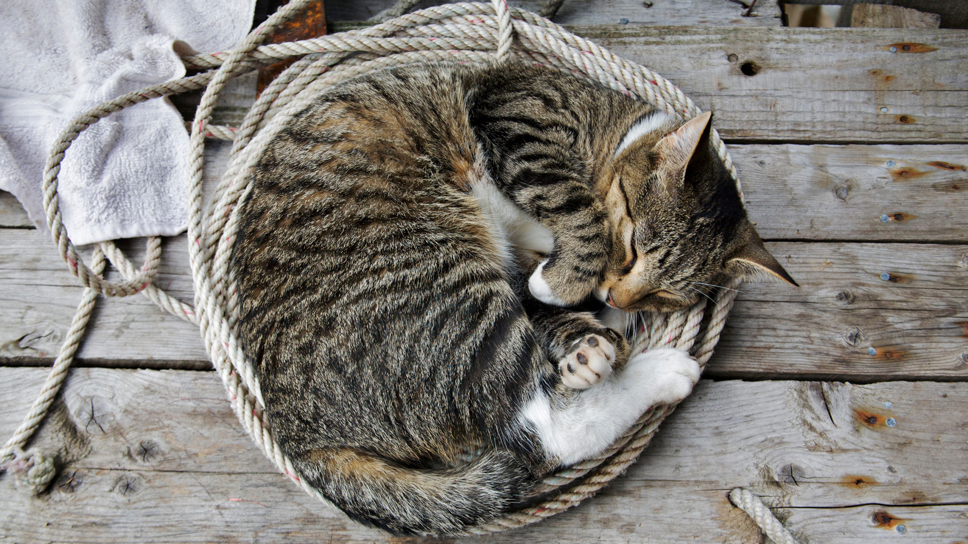 Gato durmiendo en cuerda, fondo de pantalla 4K HD