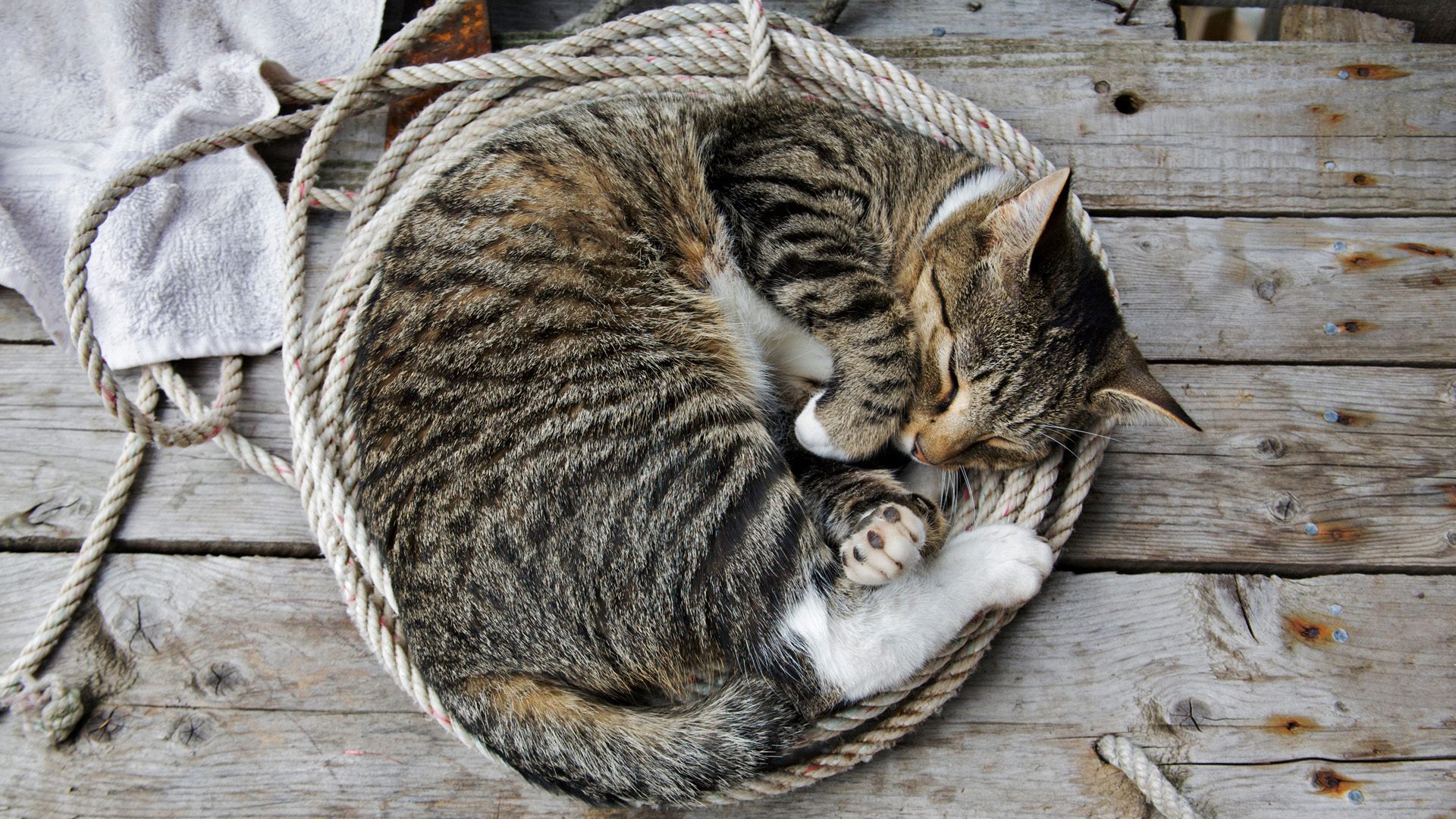 Gato durmiendo en cuerda, fondo de pantalla 4K HD
