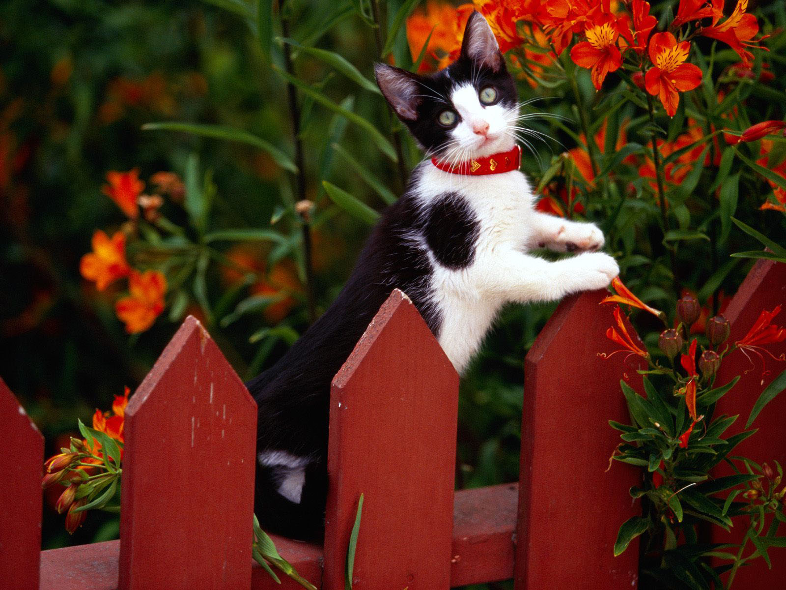 Fondo de pantalla gato en cerca