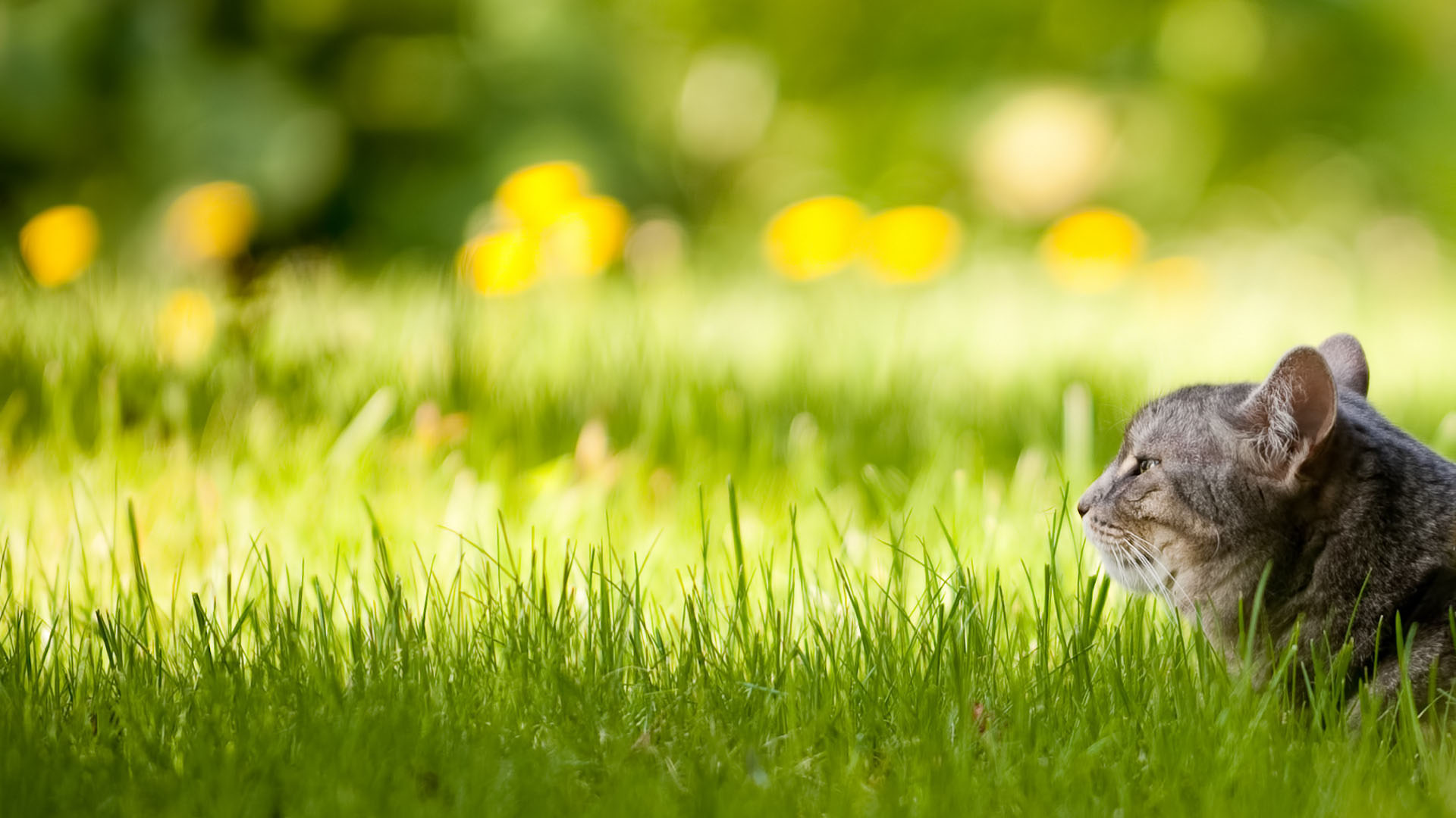 Fondo de pantalla gato en jardin