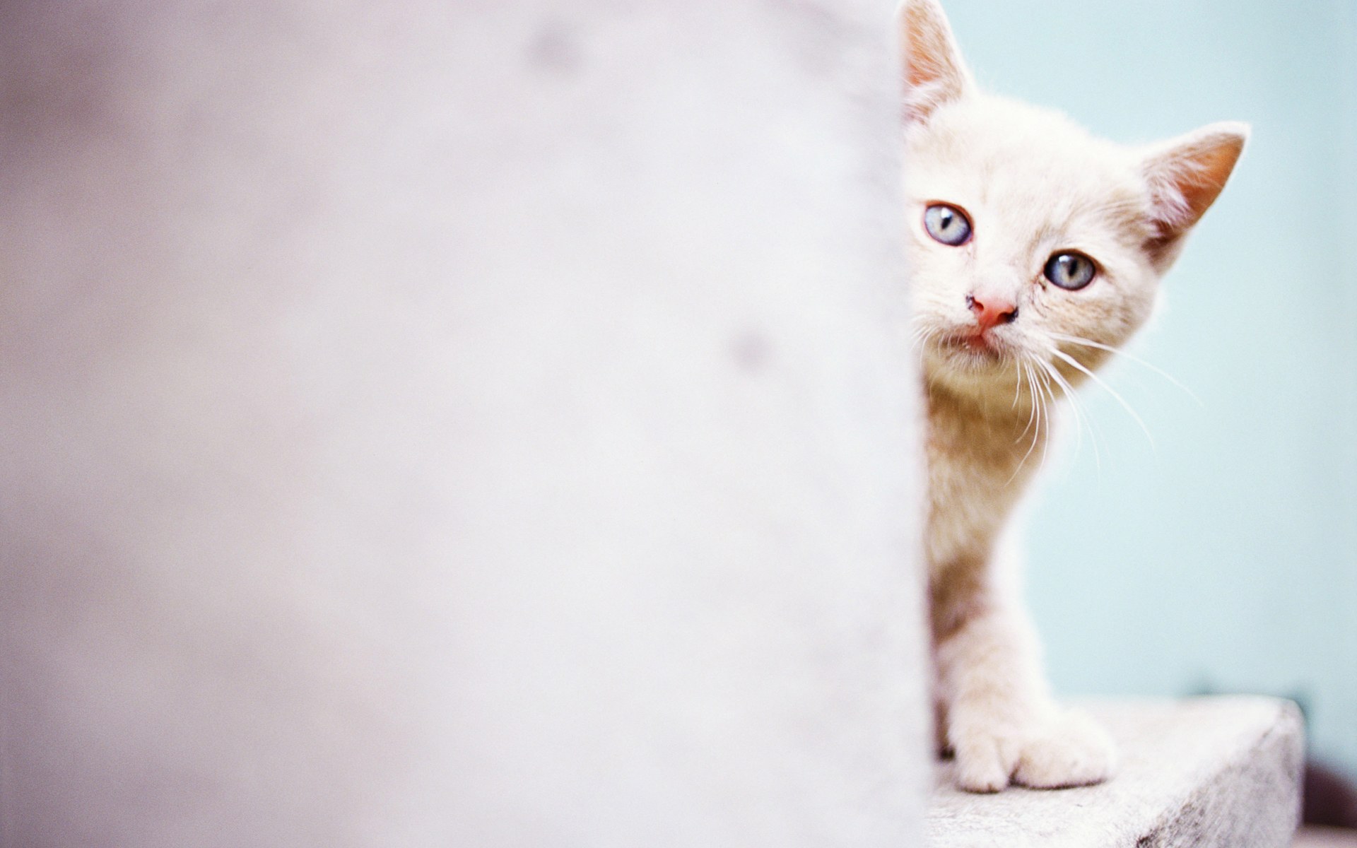 Gatito curioso escondido - Fondo de pantalla 4K HD