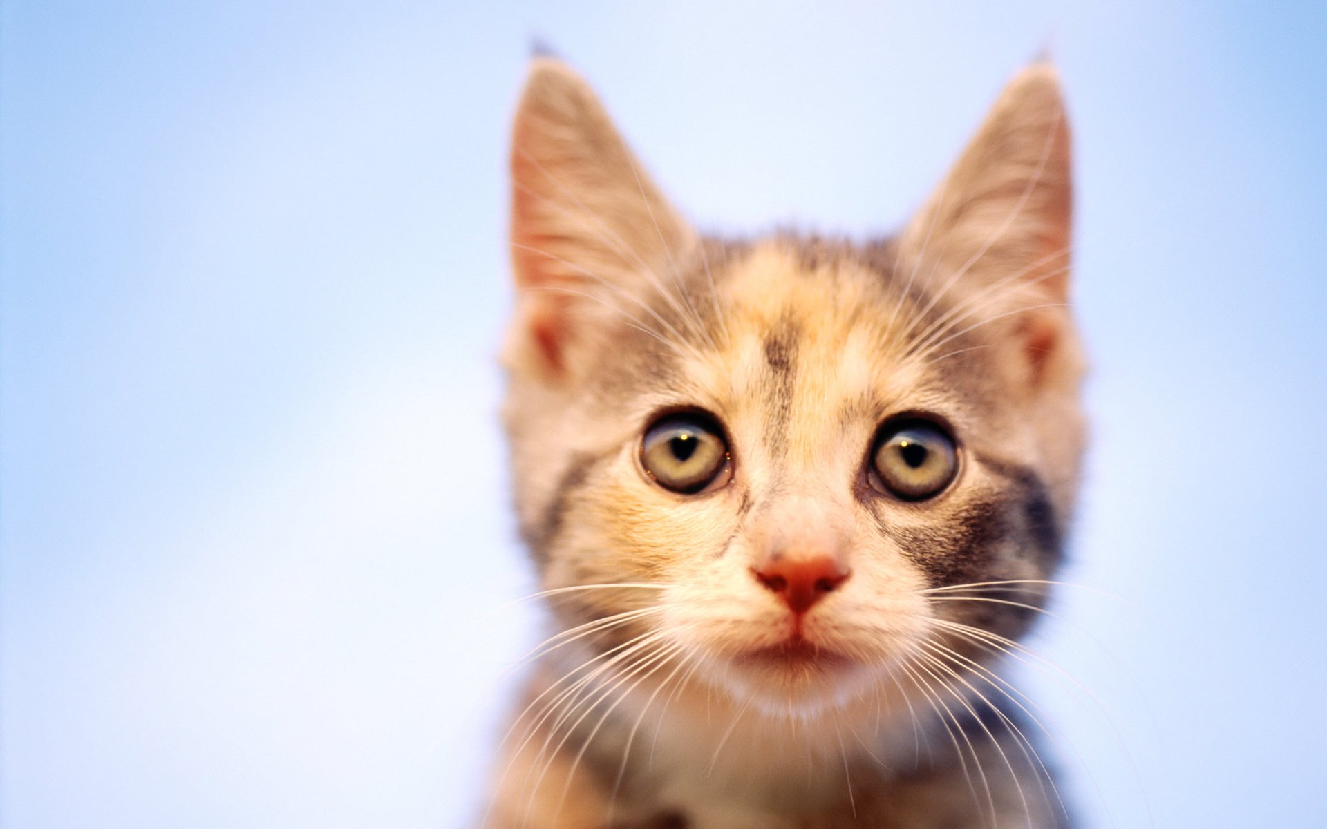 Gatito adorable en alta calidad, fondo 4K perfecto