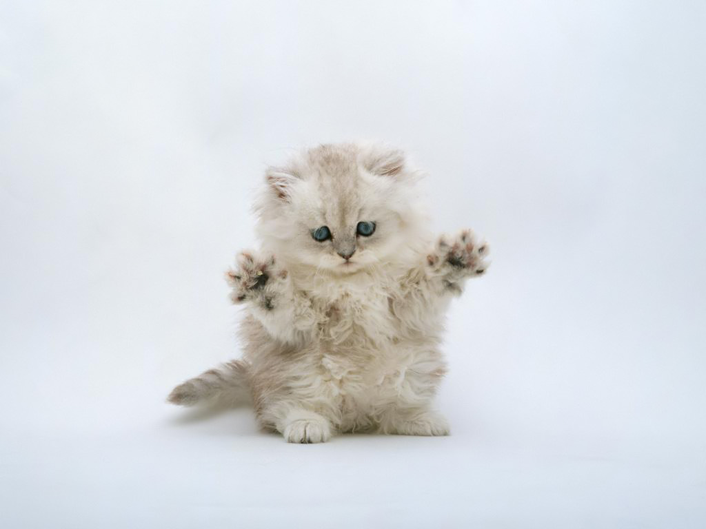 Fondo de pantalla gato haciendo asustar